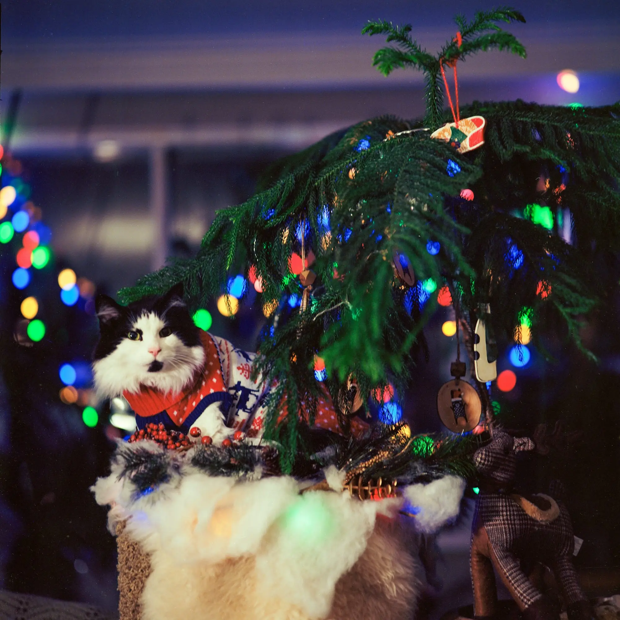 Posing for Xmas