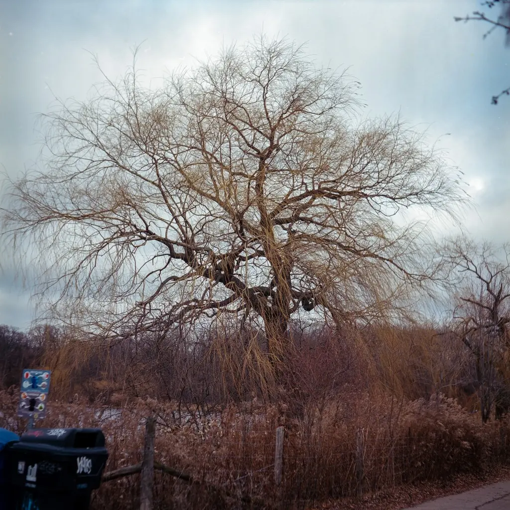 A Tree in High Park