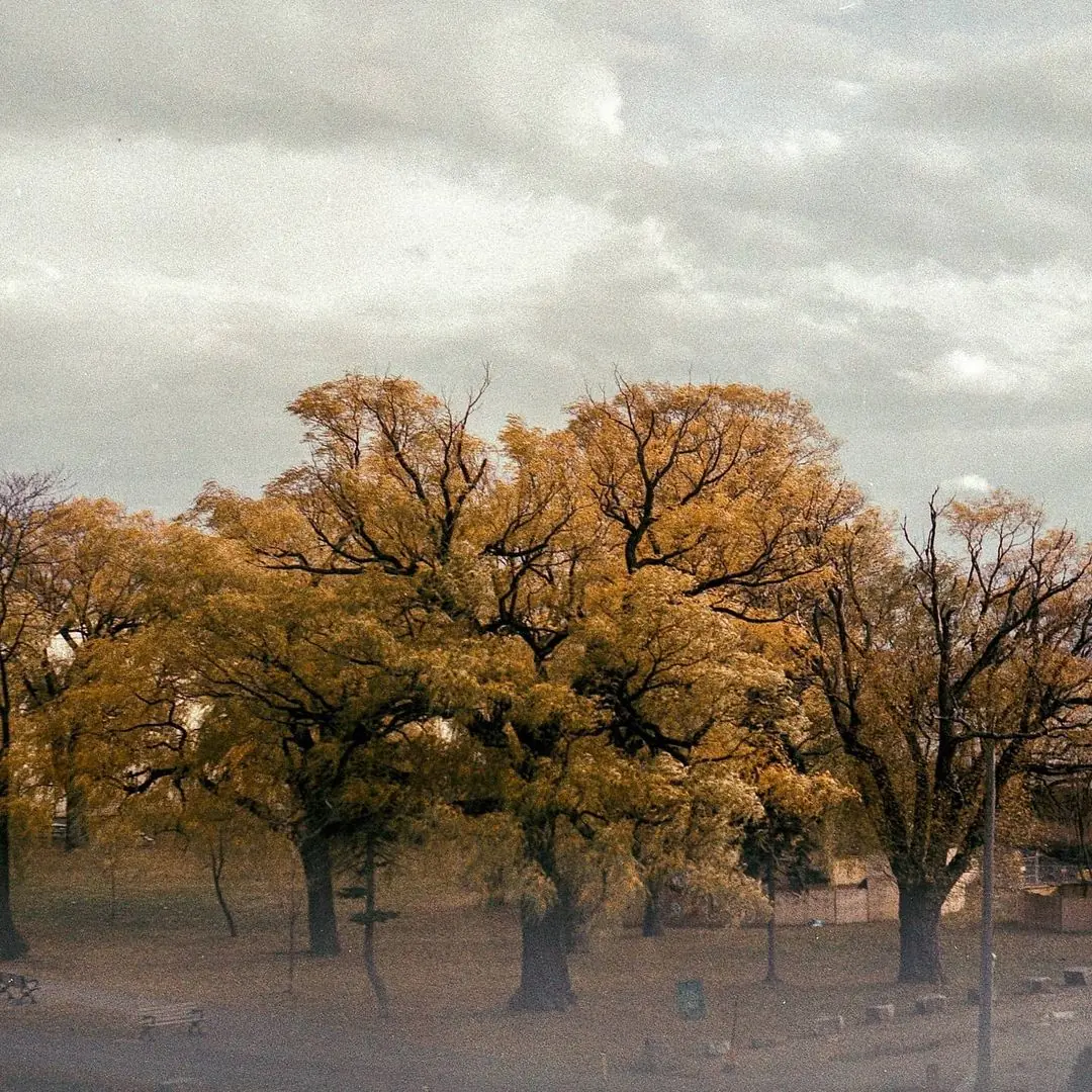 The last yellow trees