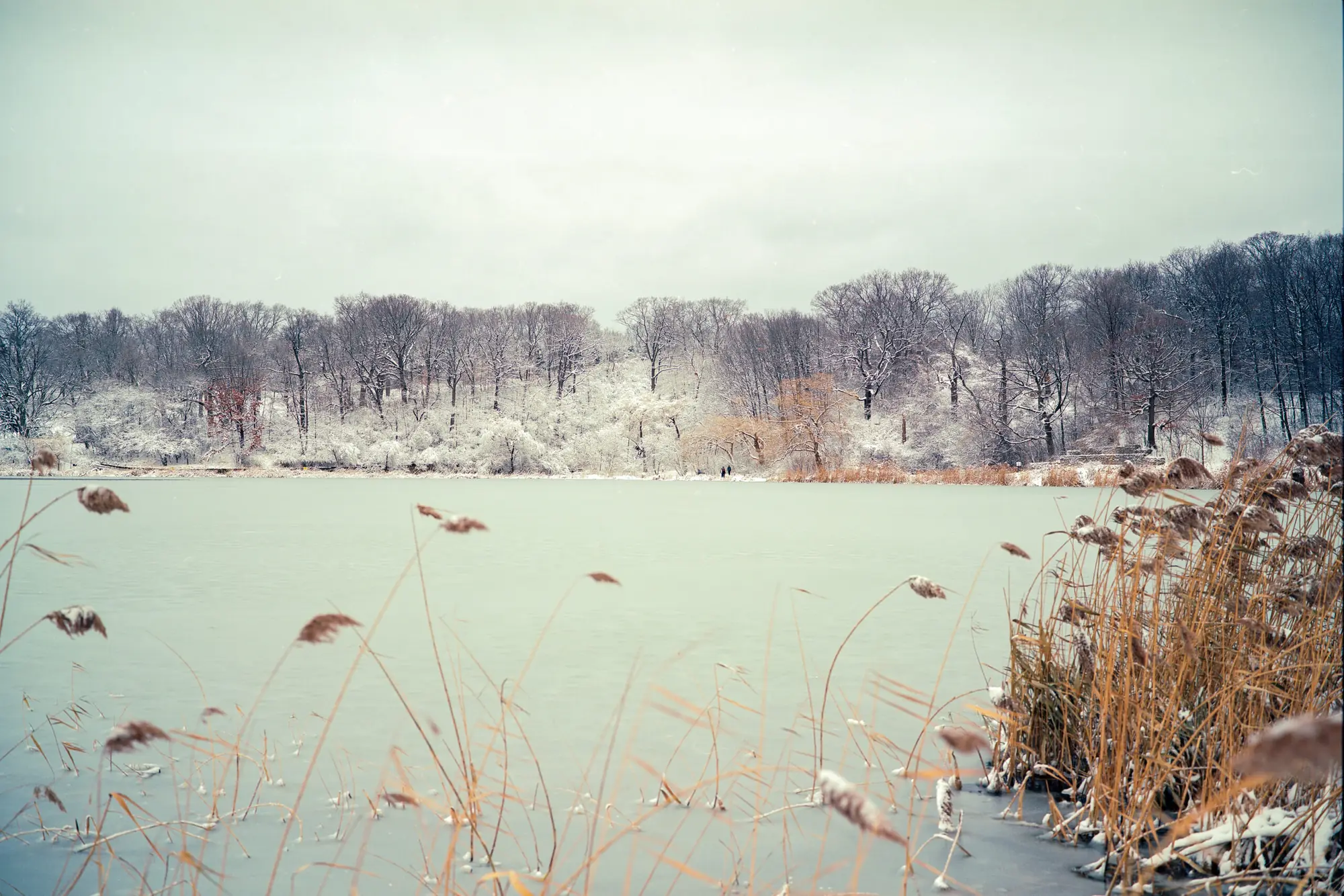 High Park in Snow