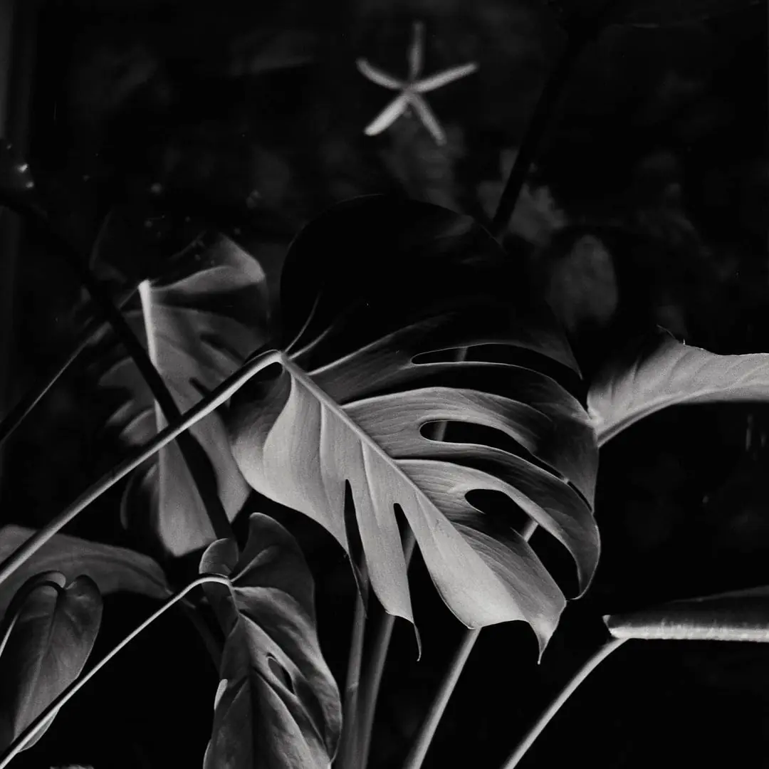 Monstera and bird of paradise at night