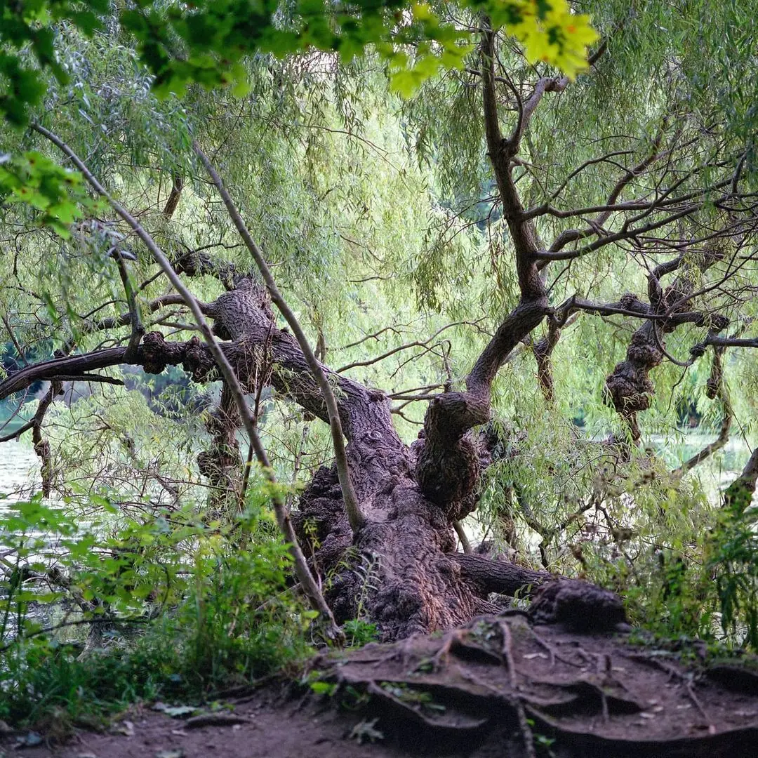A willow tree fallen and growing into Grenadier pond