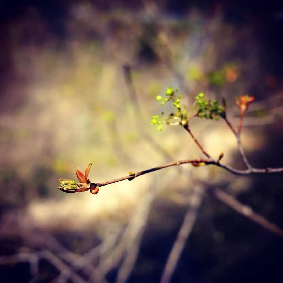 (Untitled)