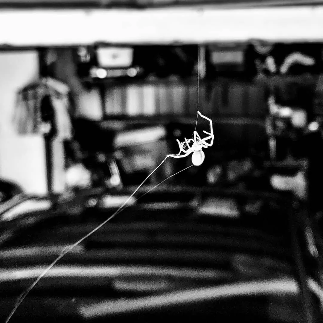(Untitled)