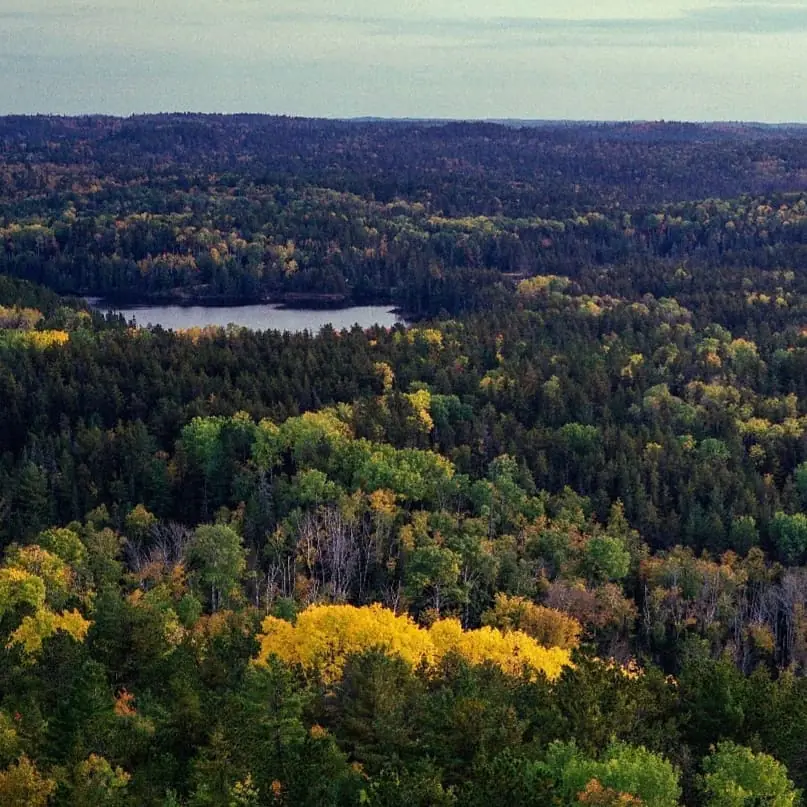 The Boreal Forest