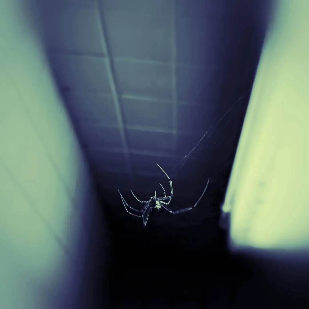 (Untitled)
