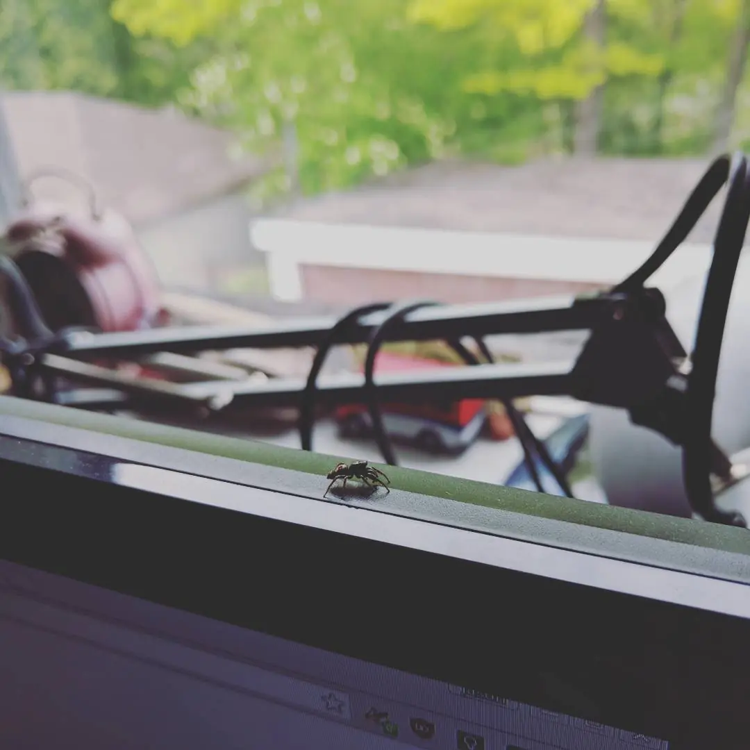 Friendly neighborhood spider