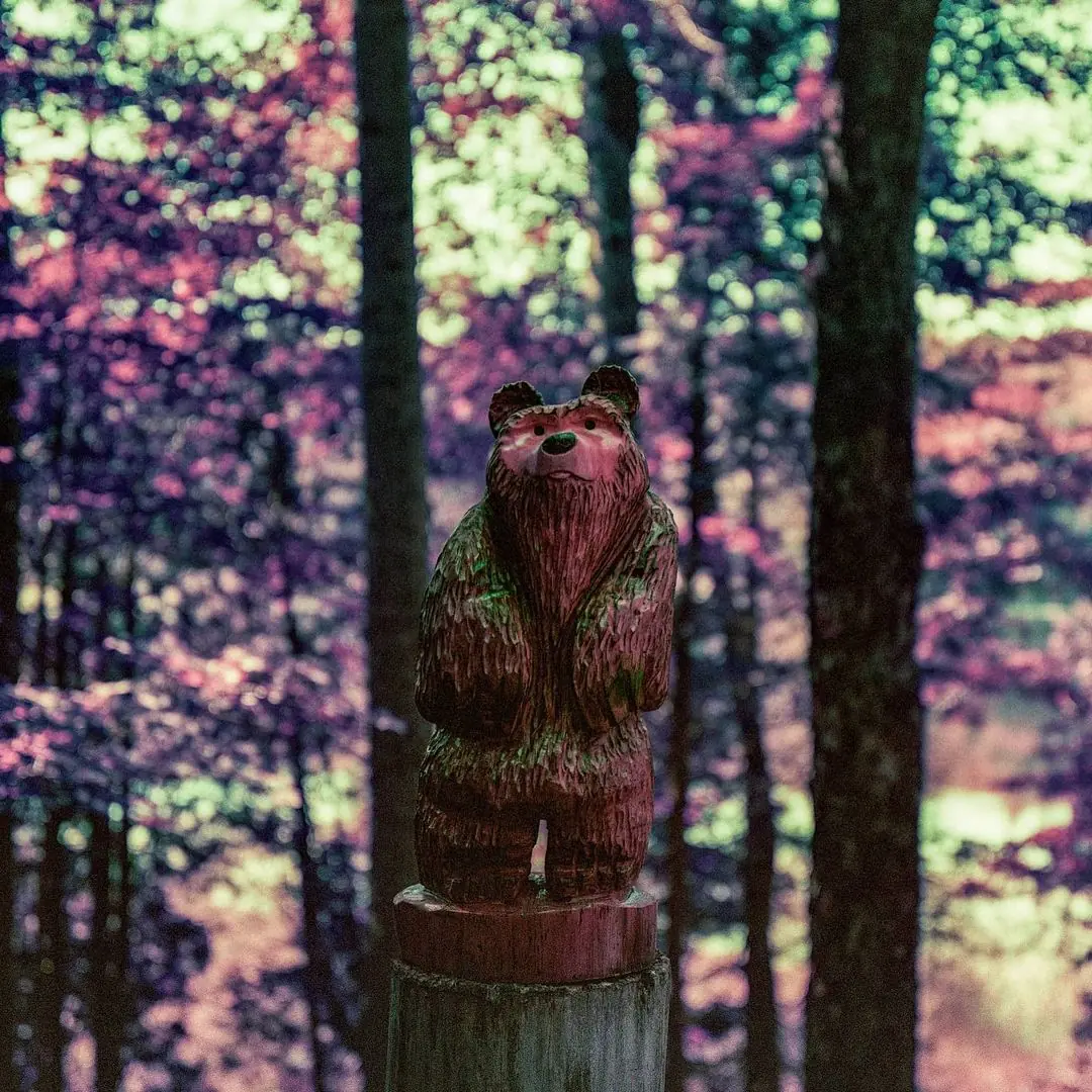 A different bear