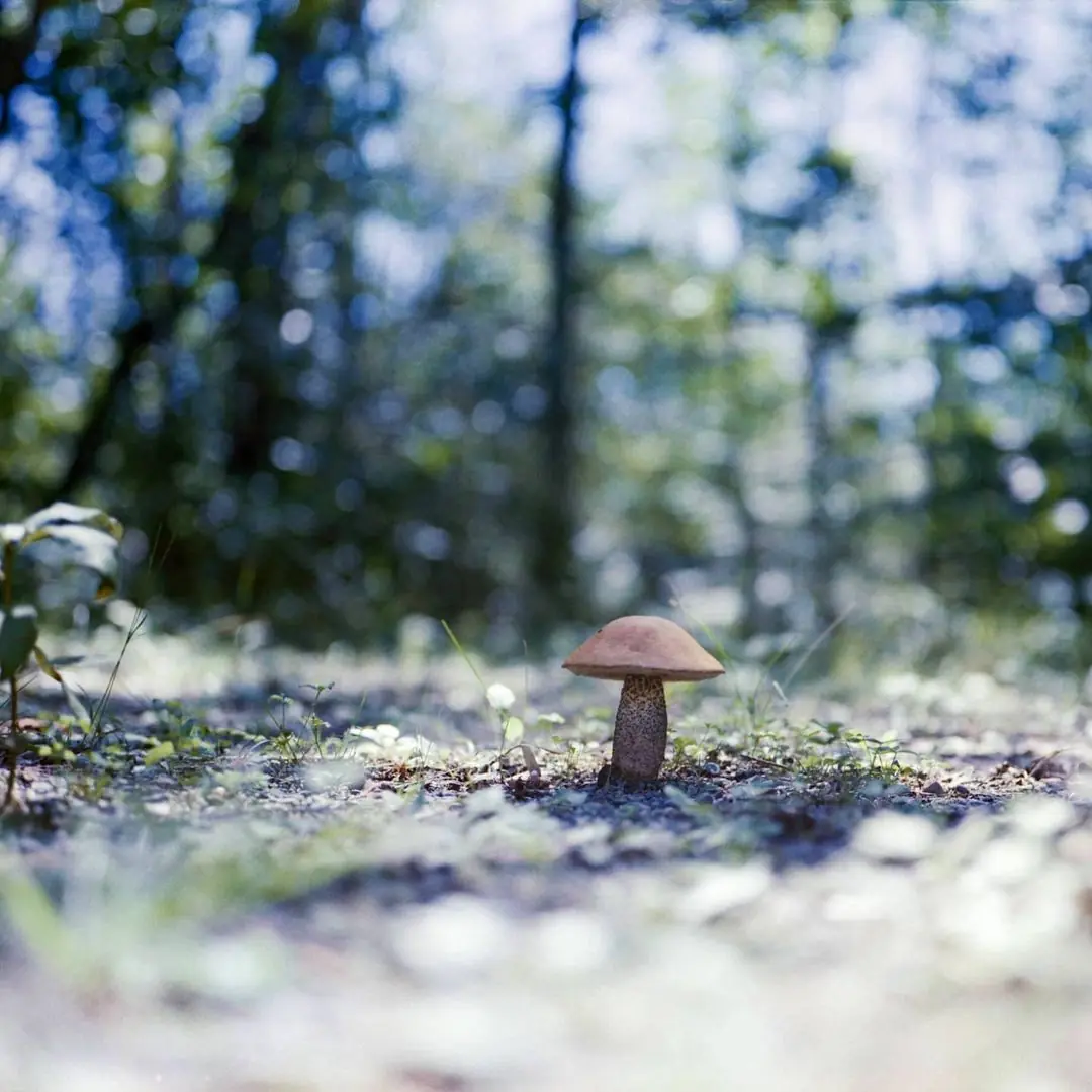 Toadstool on a campsite