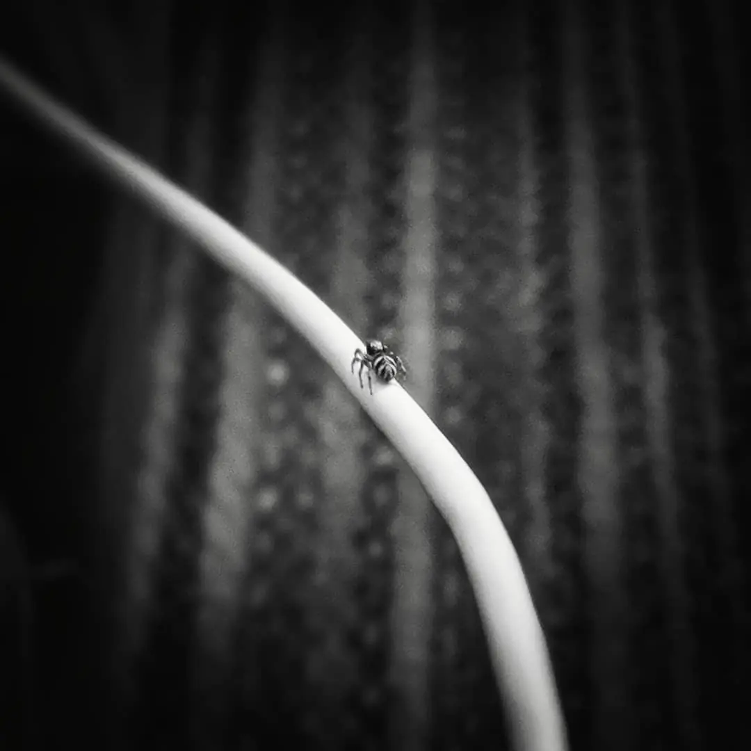 (Untitled)