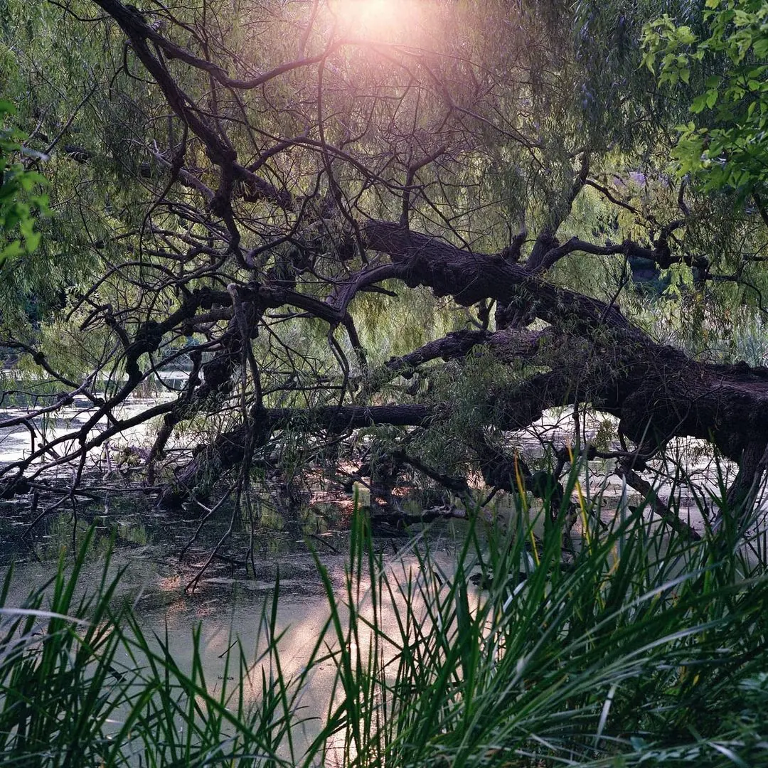 A Willow tree that has fallen into Grenadier pond