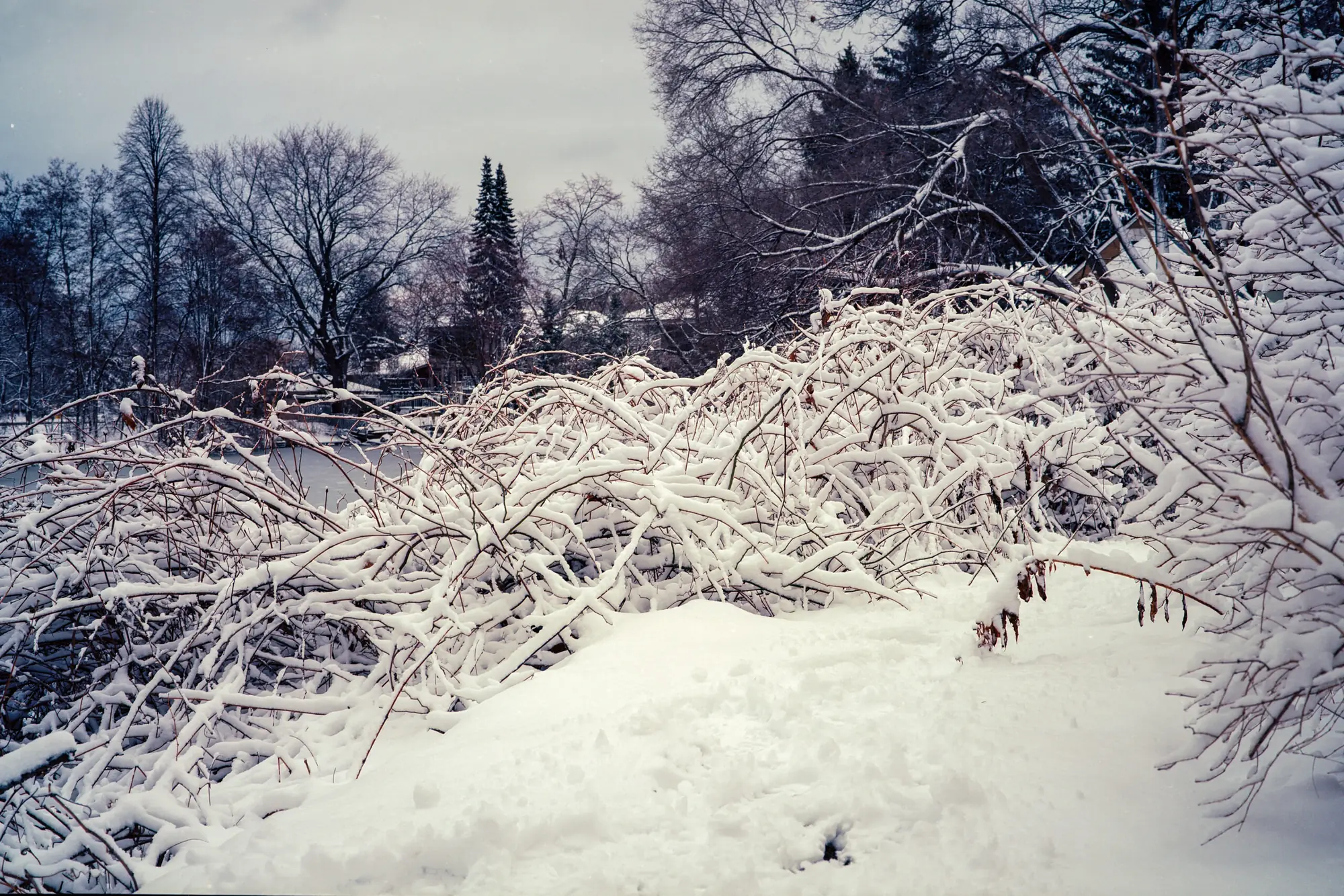 Snow Day