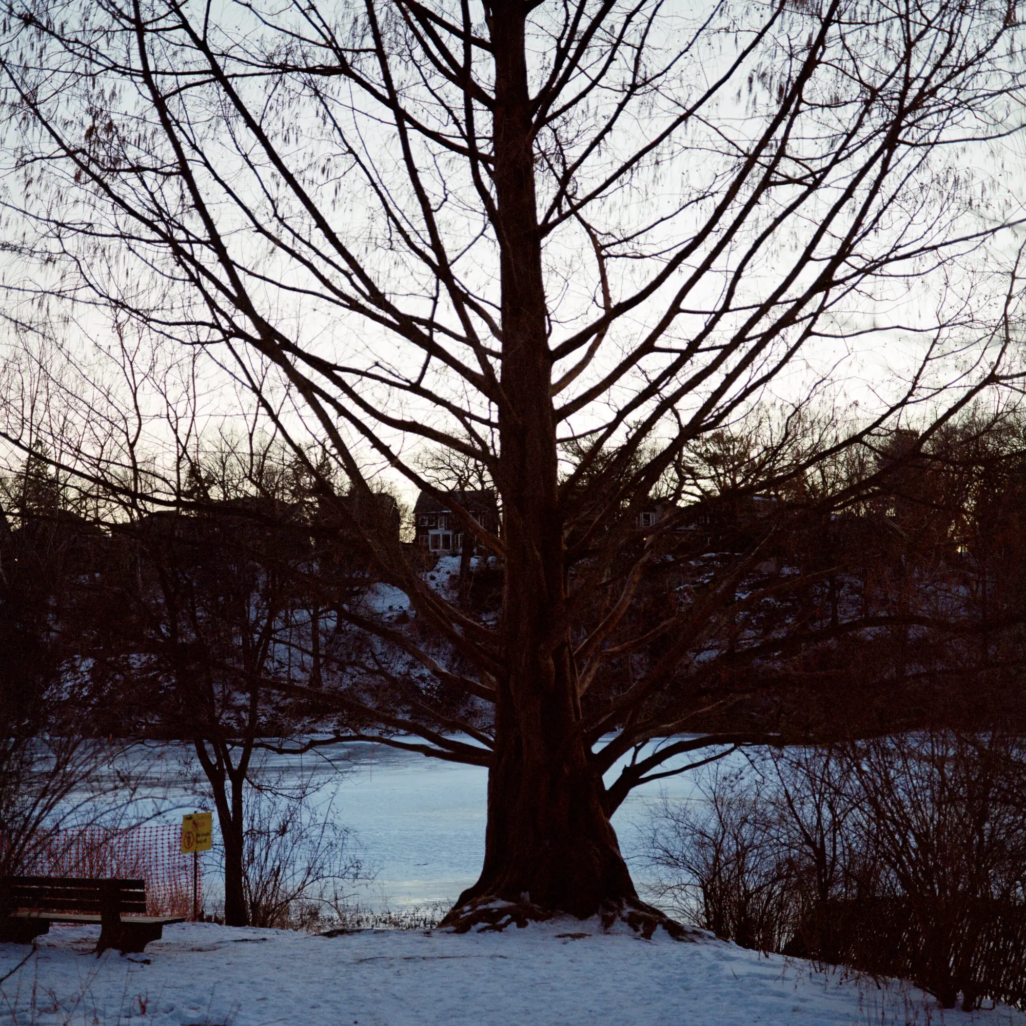 Tree of the Day