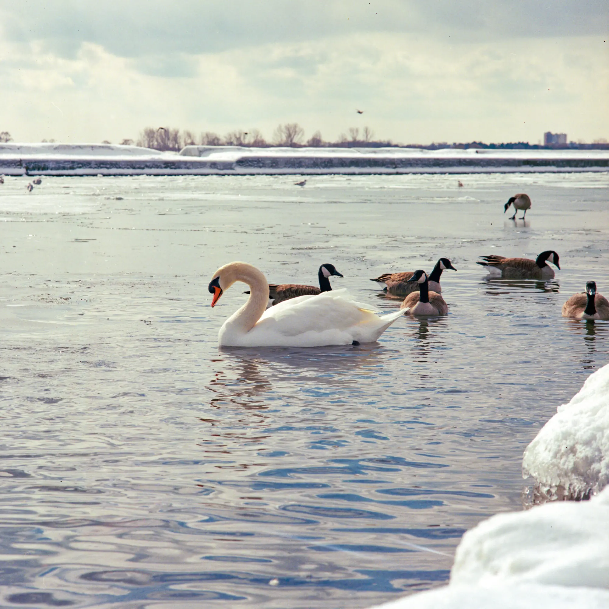 Swan and Goose