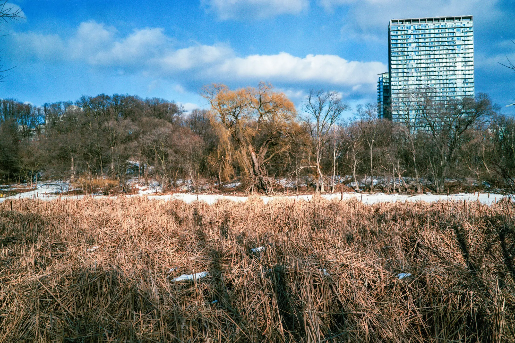Creepy Tree of the Day