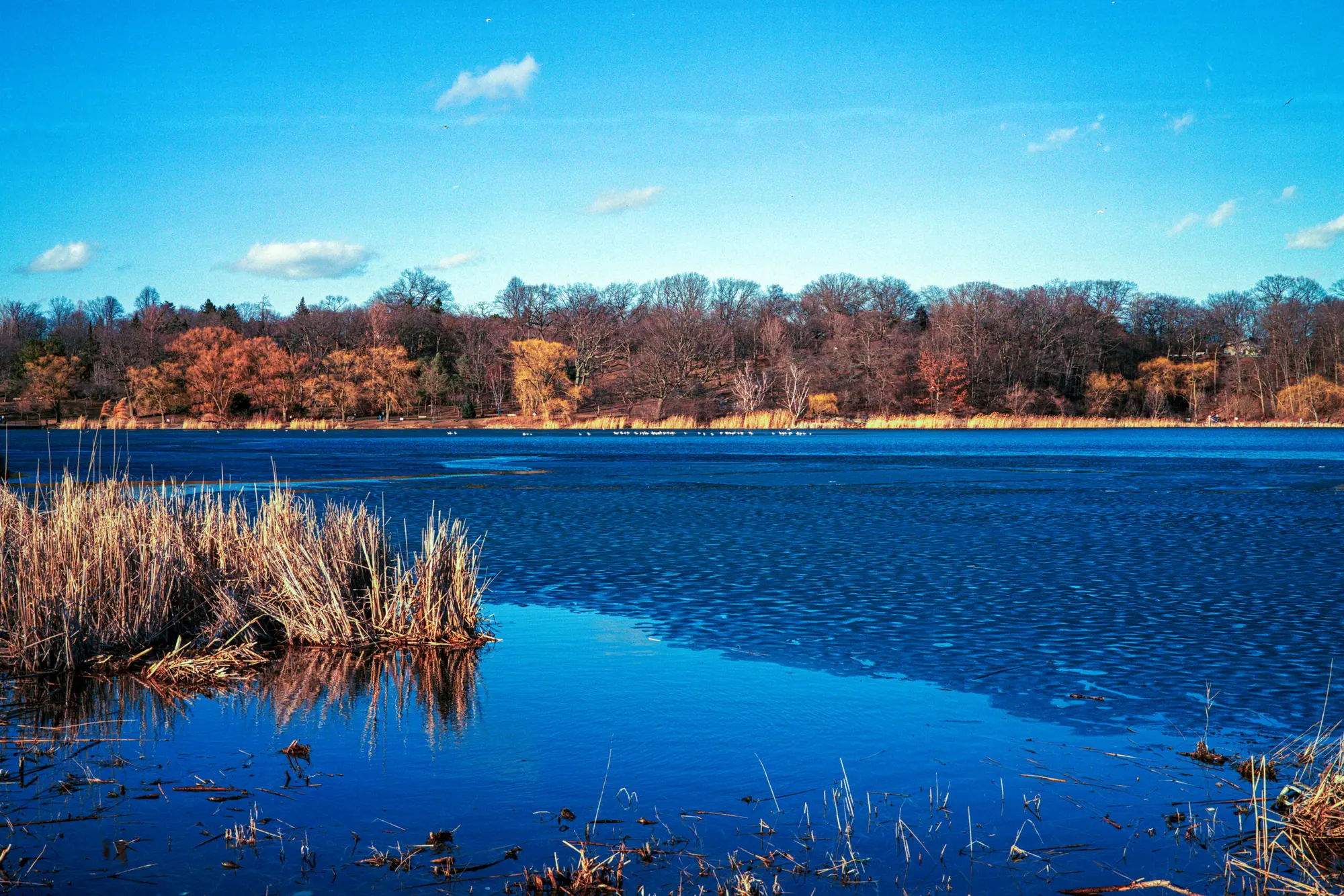 Seagulls on Grenadier Pond