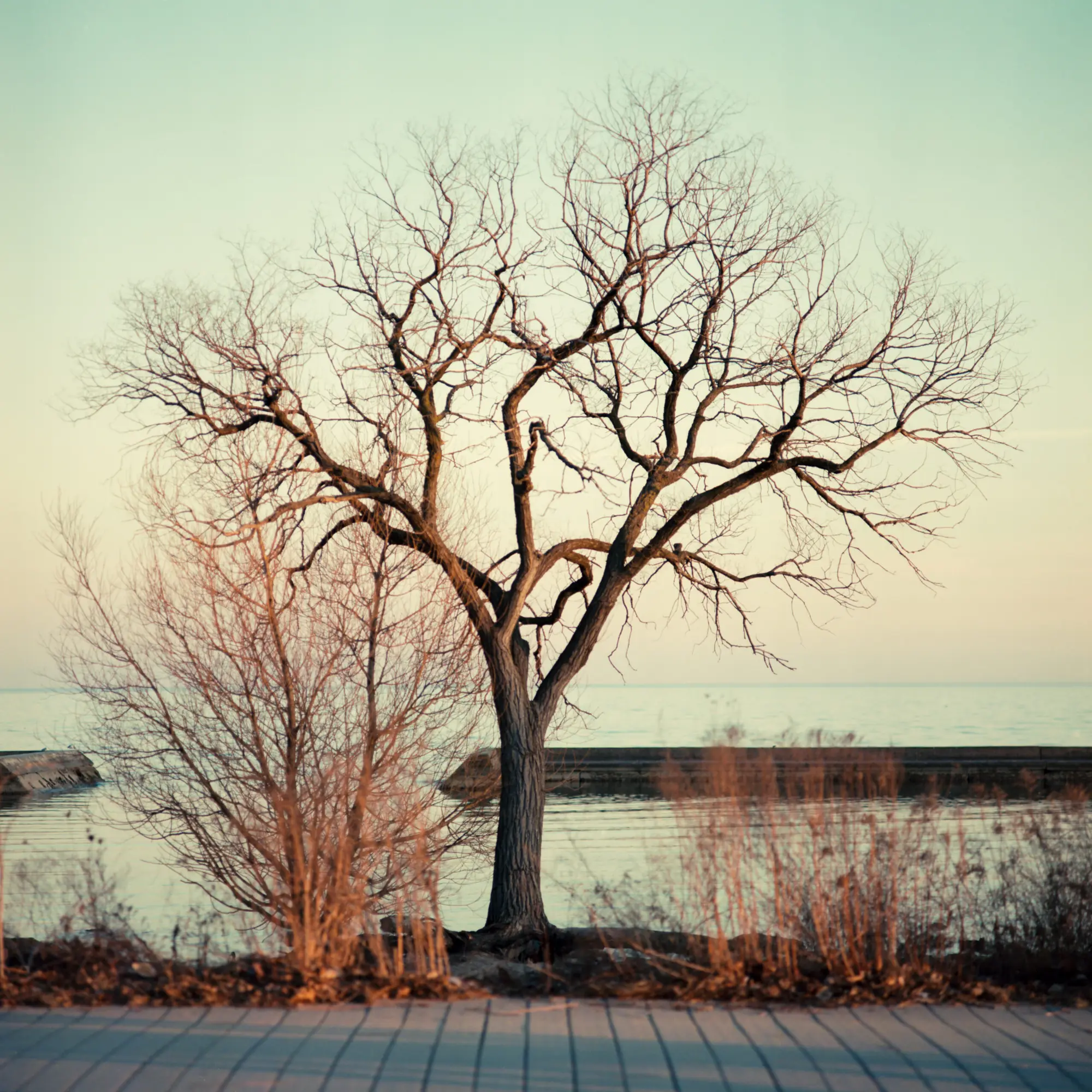 Tree at Sunset