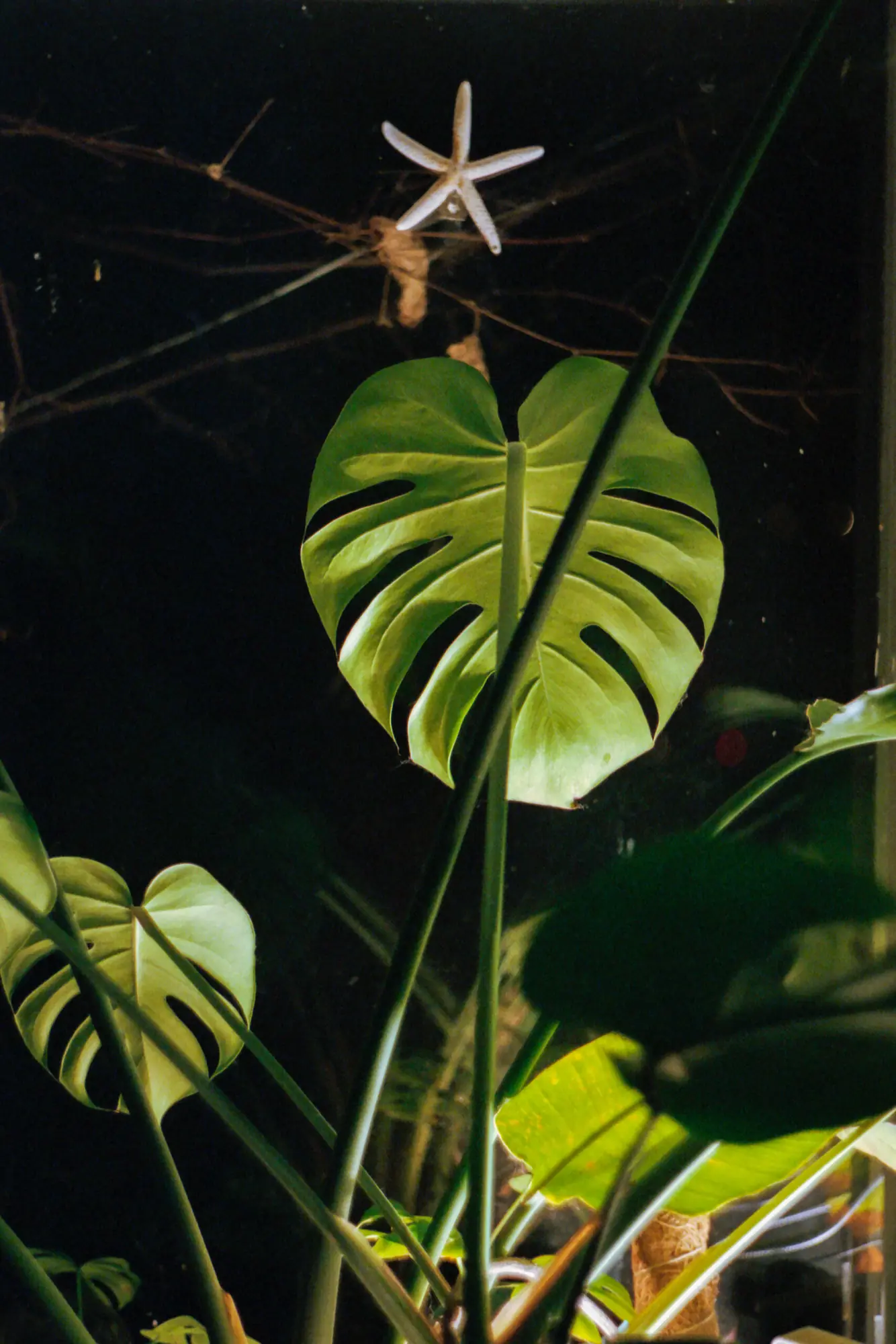 Plants During the Night