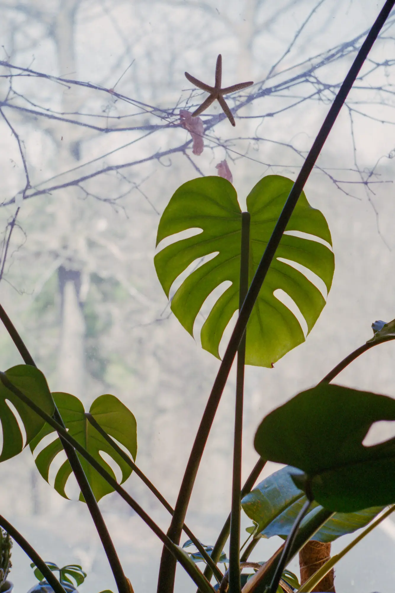 Plants During the Day