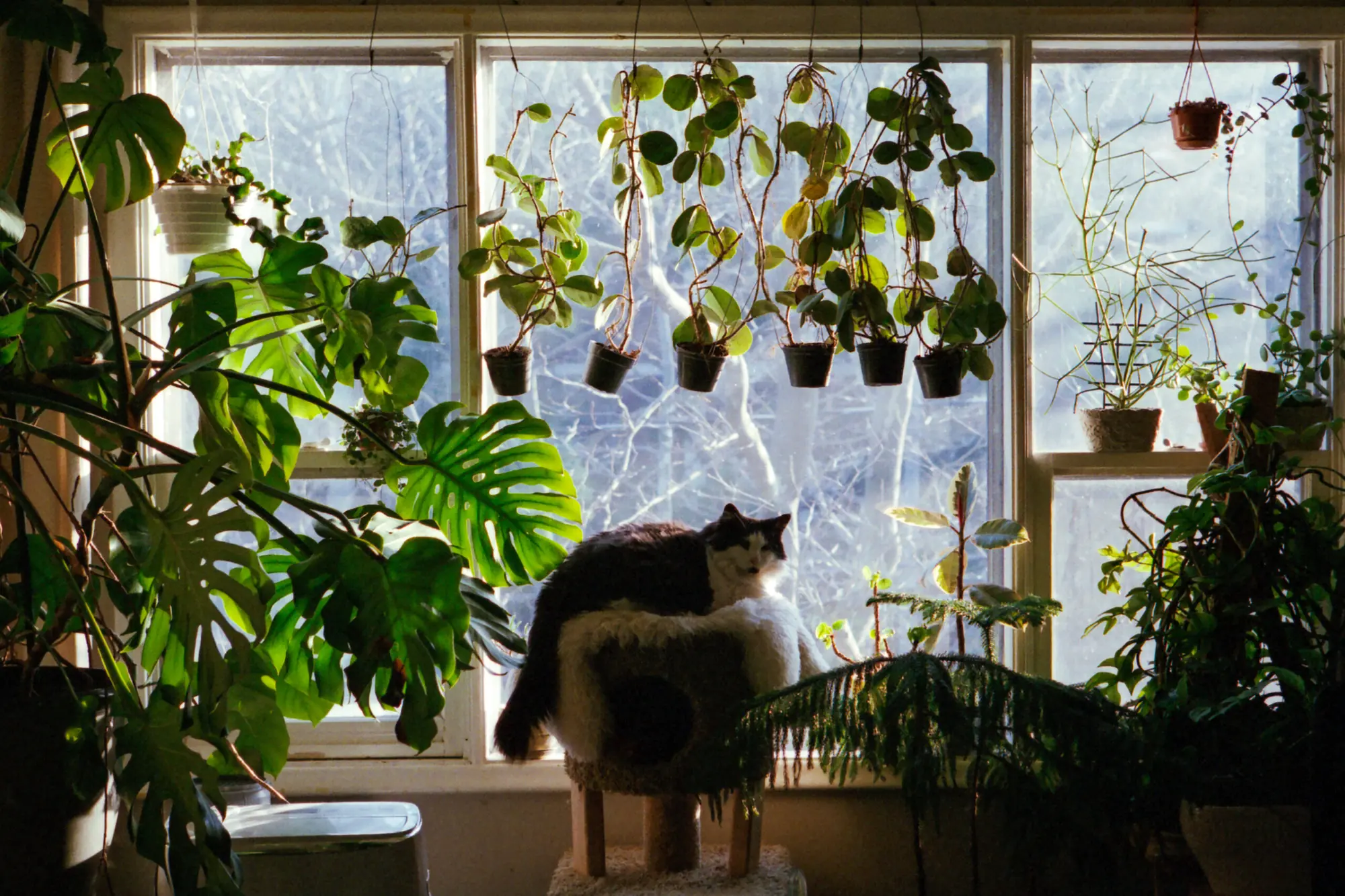 Cat and Plants