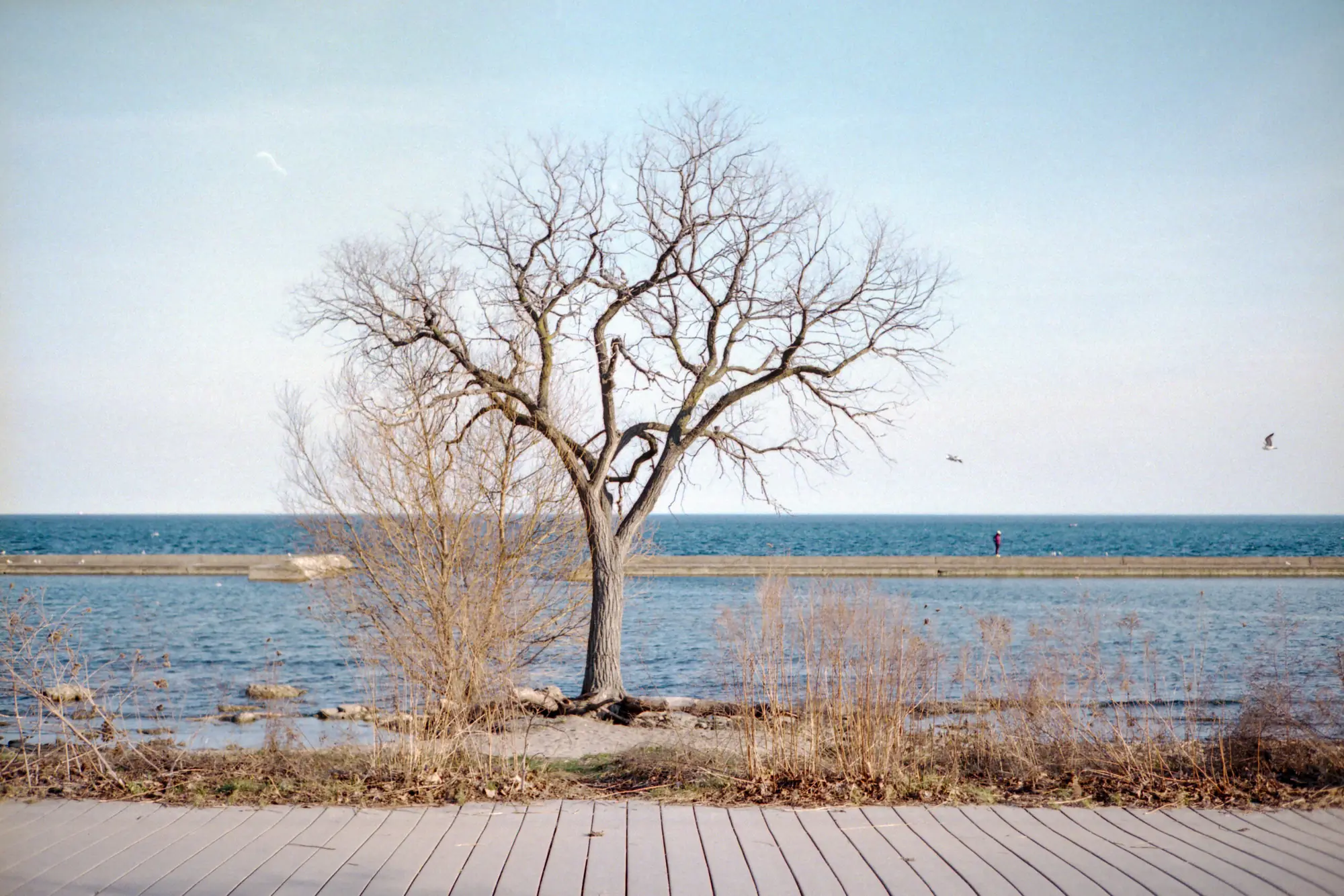 This Tree Again