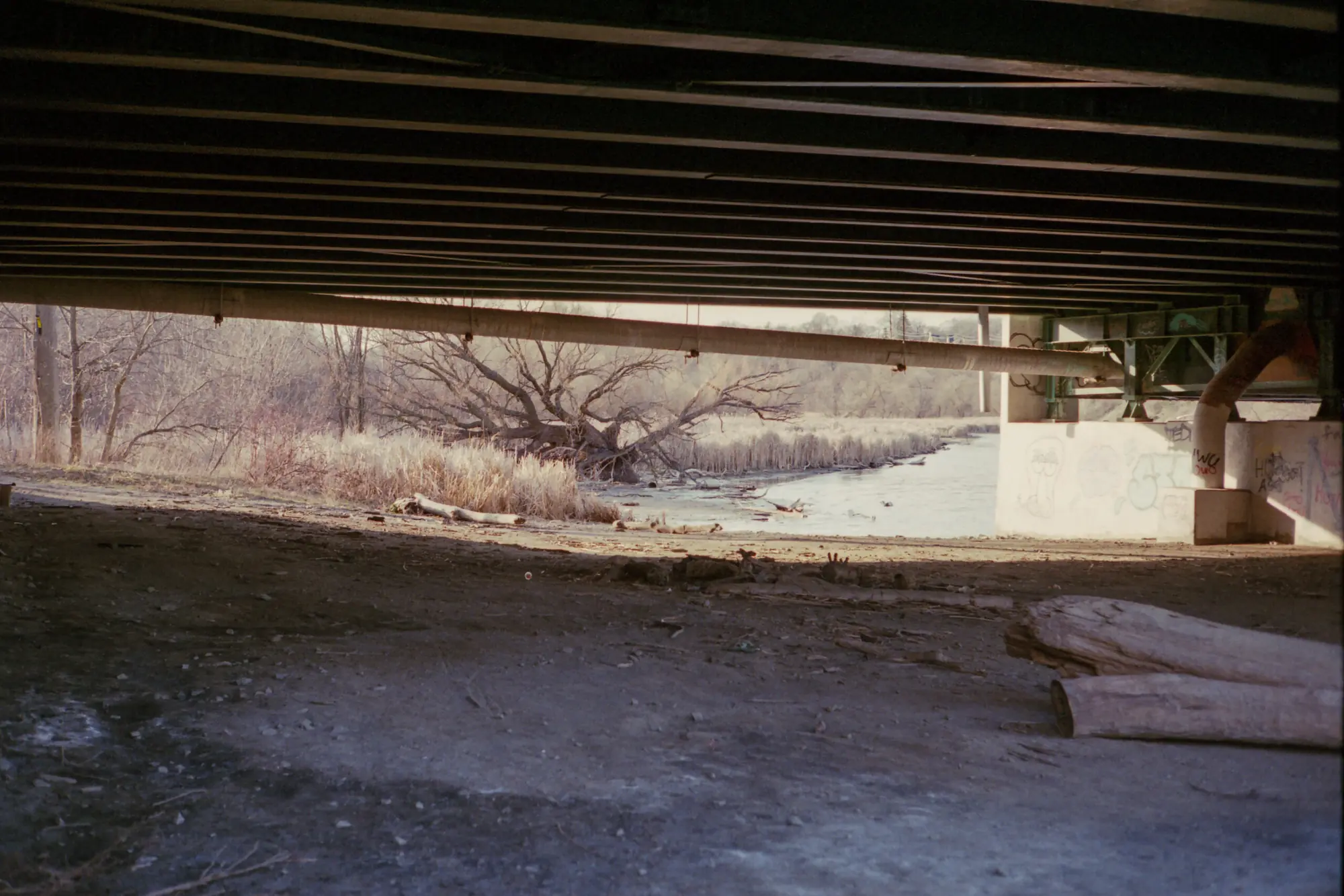 Tree Underpass