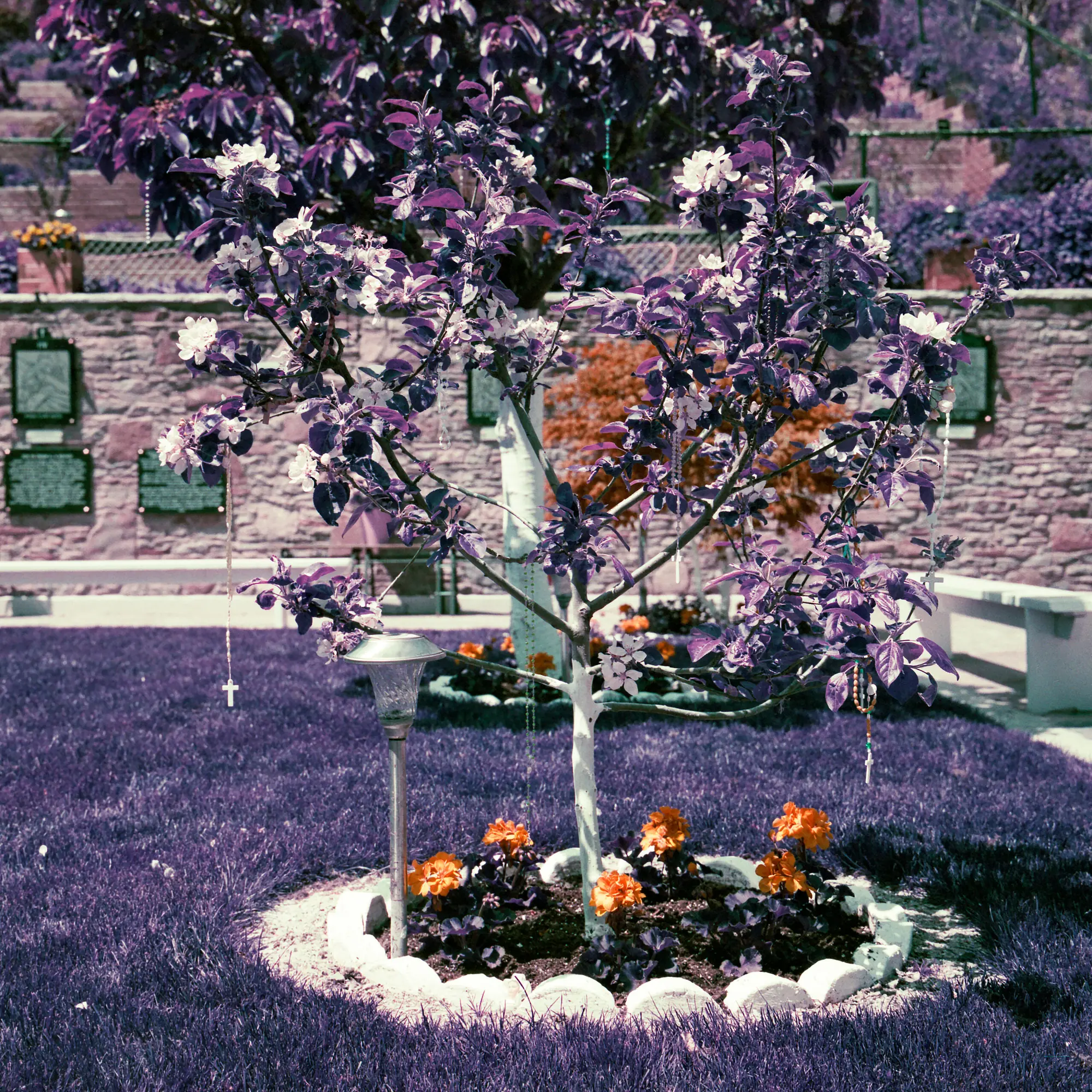 Creepy Tree of the Day