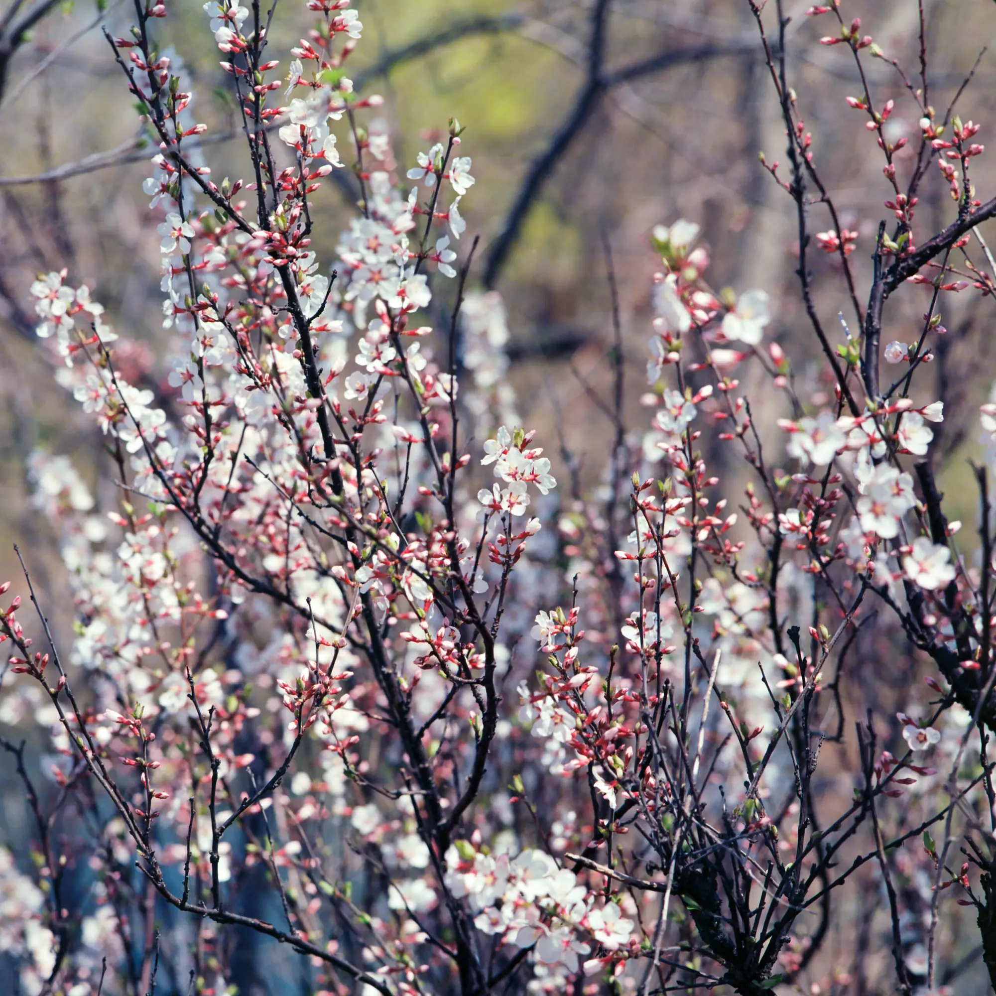 Flowering