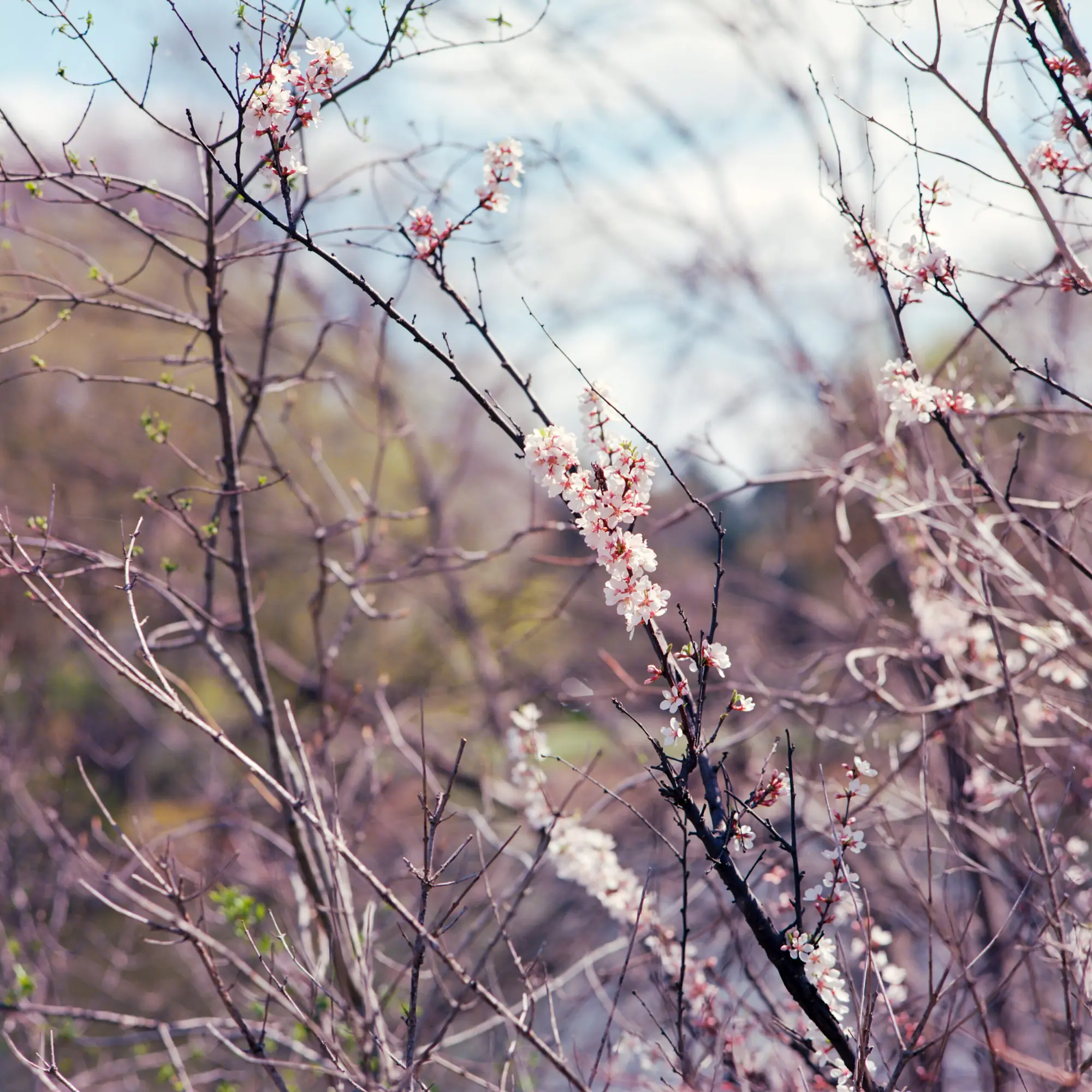 Batch of Blossoms