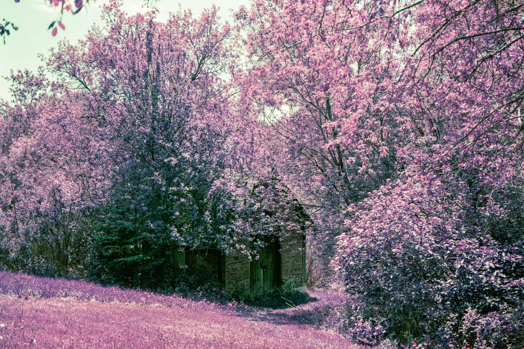 Forbidden Shed at the Monastery