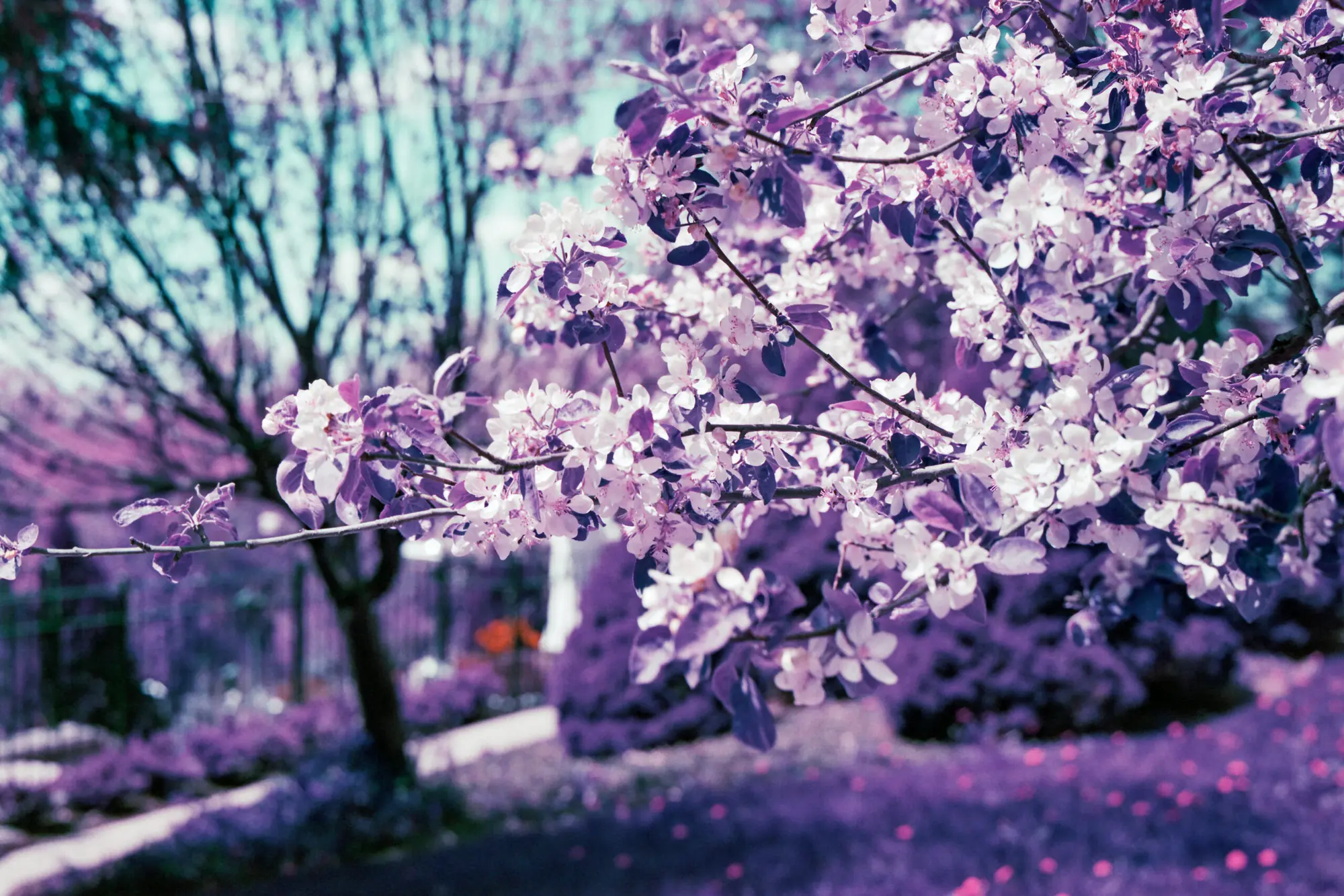Purple Blossoms