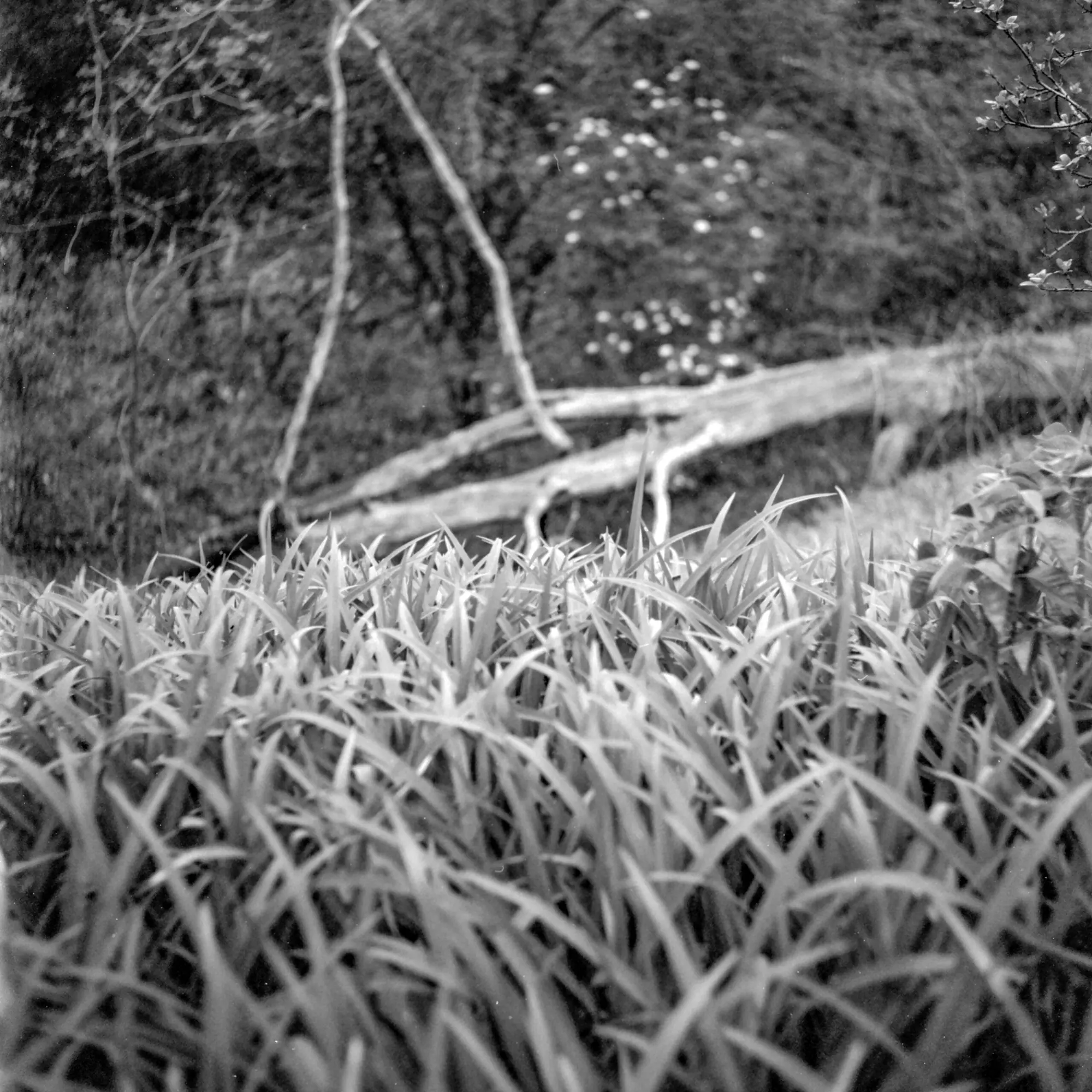 Grass