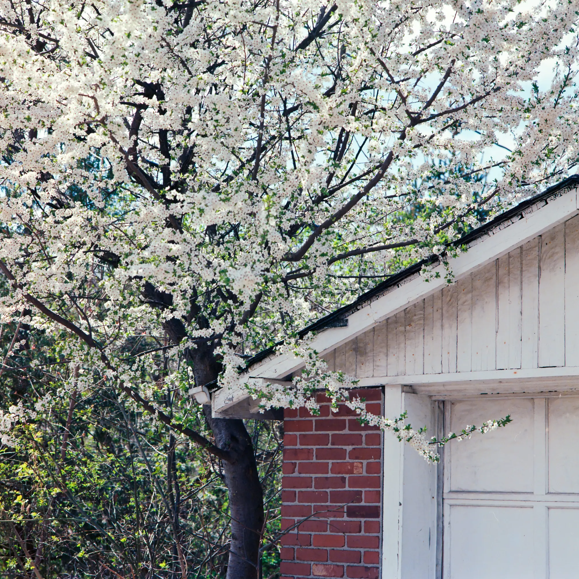 Garage Blossoms