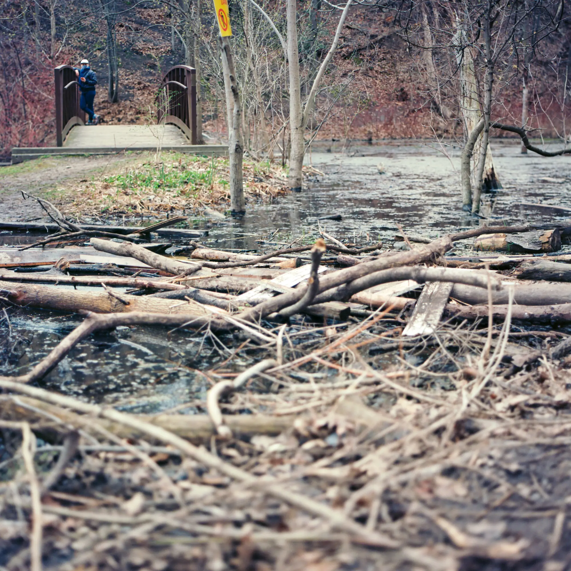 Spring Sticks