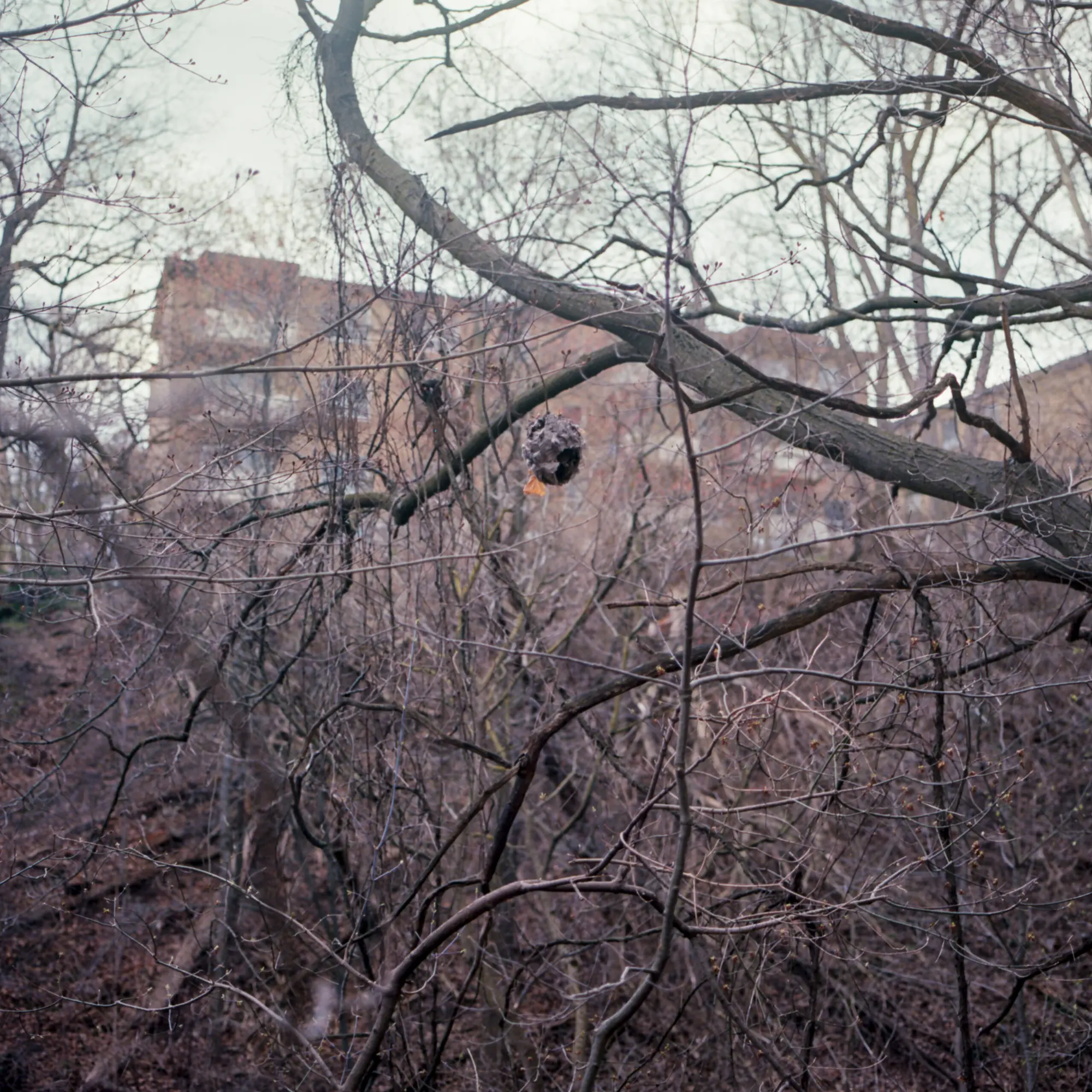 Wasp's Nest