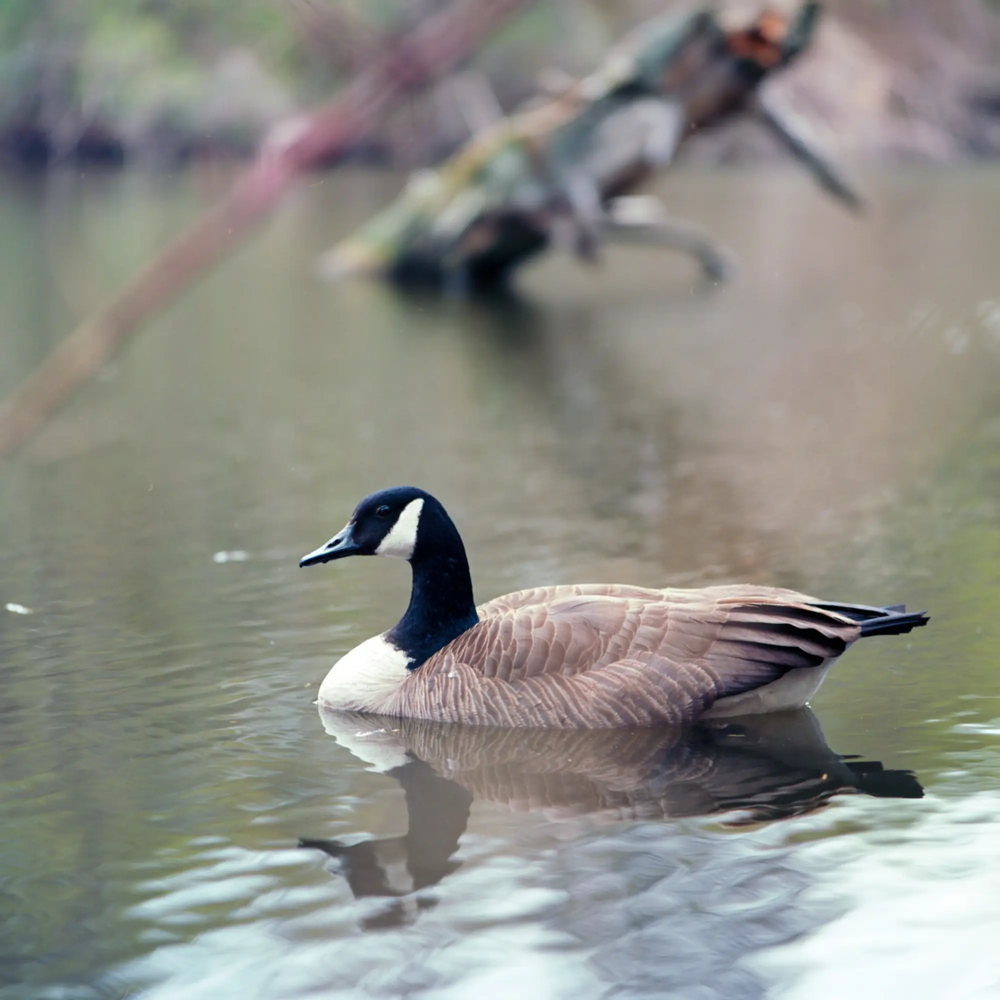 Mr Goose