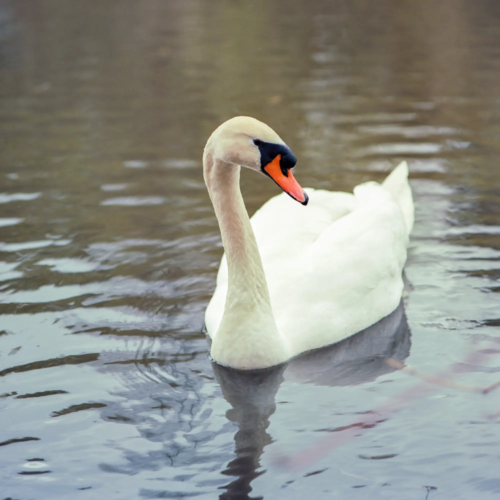 Sassy Swan