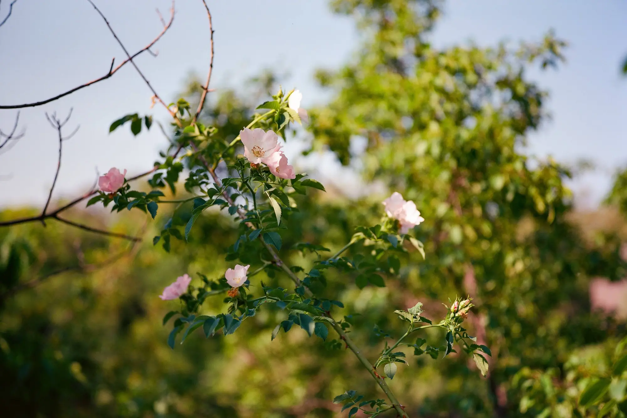 Blossom on Catfish Pond