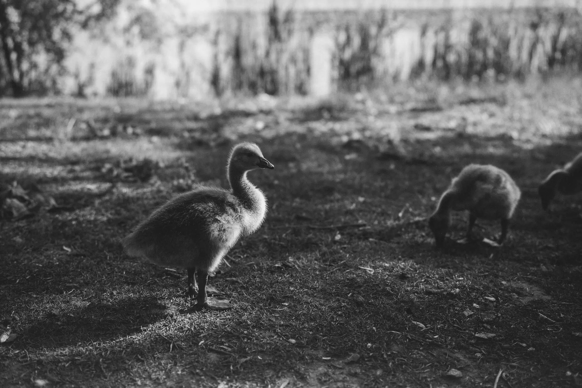 Gosling in High Park