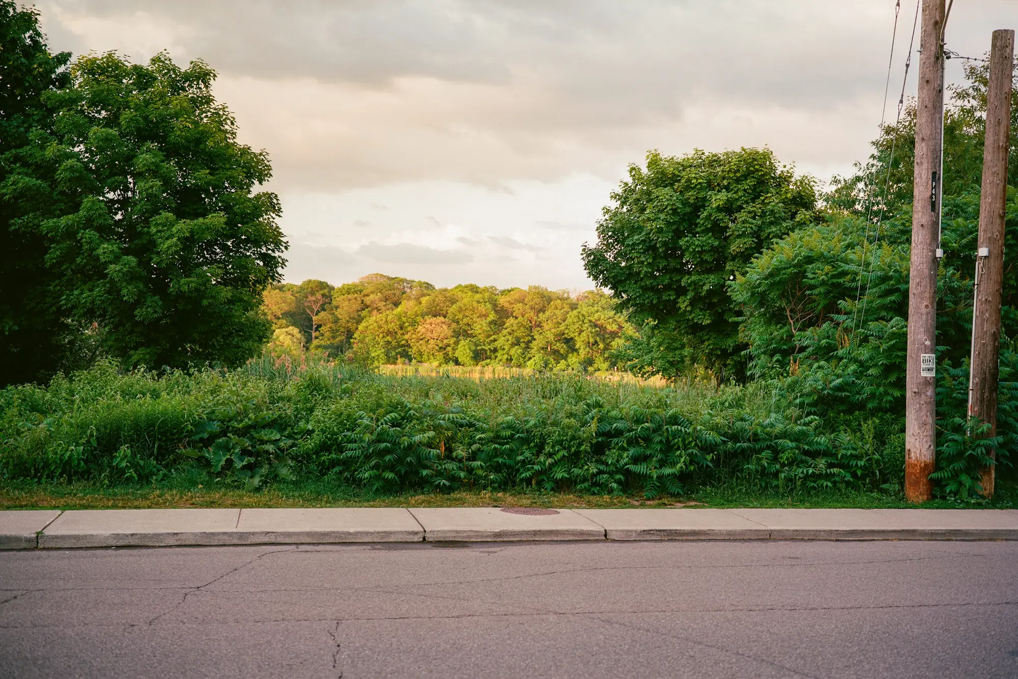 High Park in the Sun