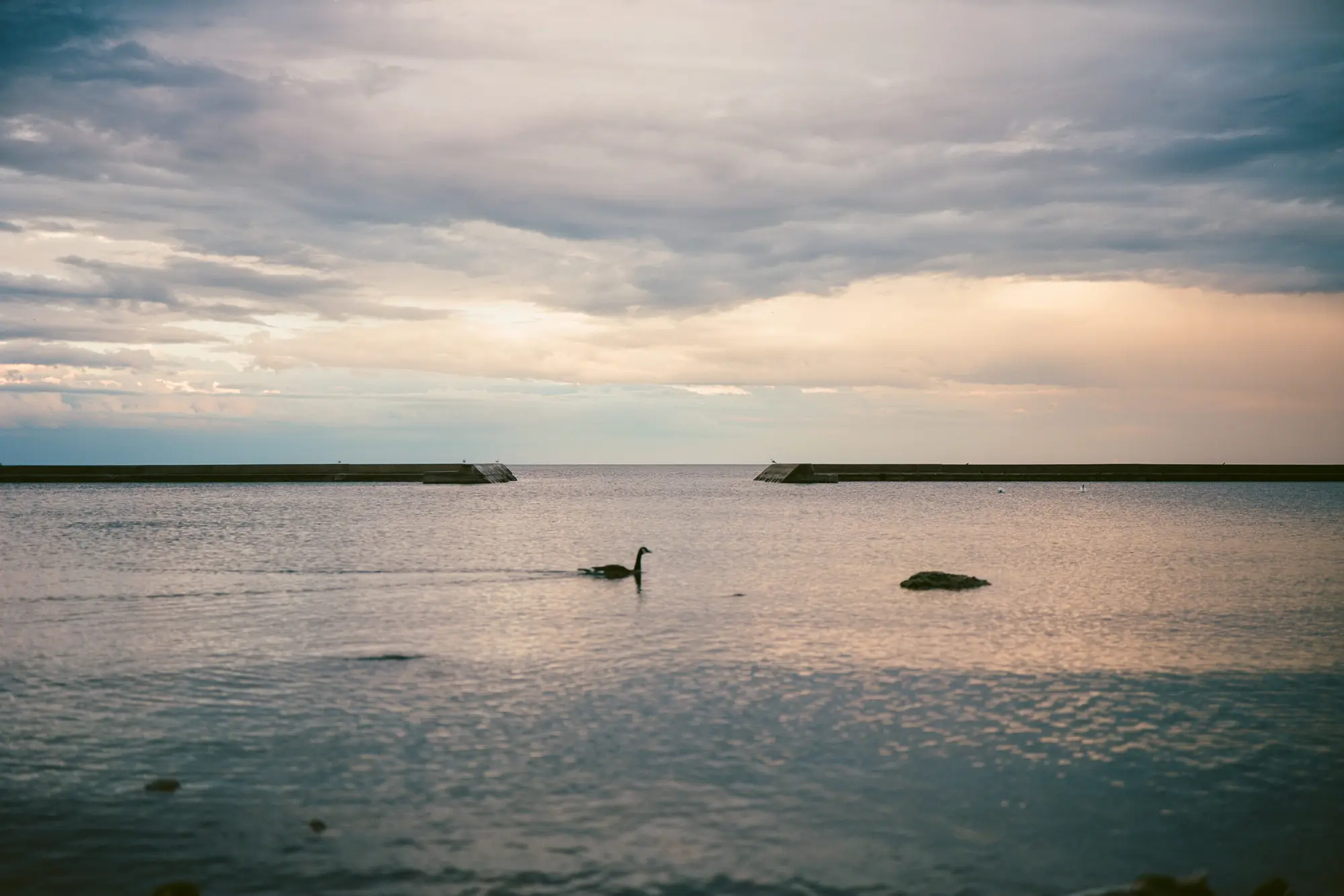 Goose and Wavebreak
