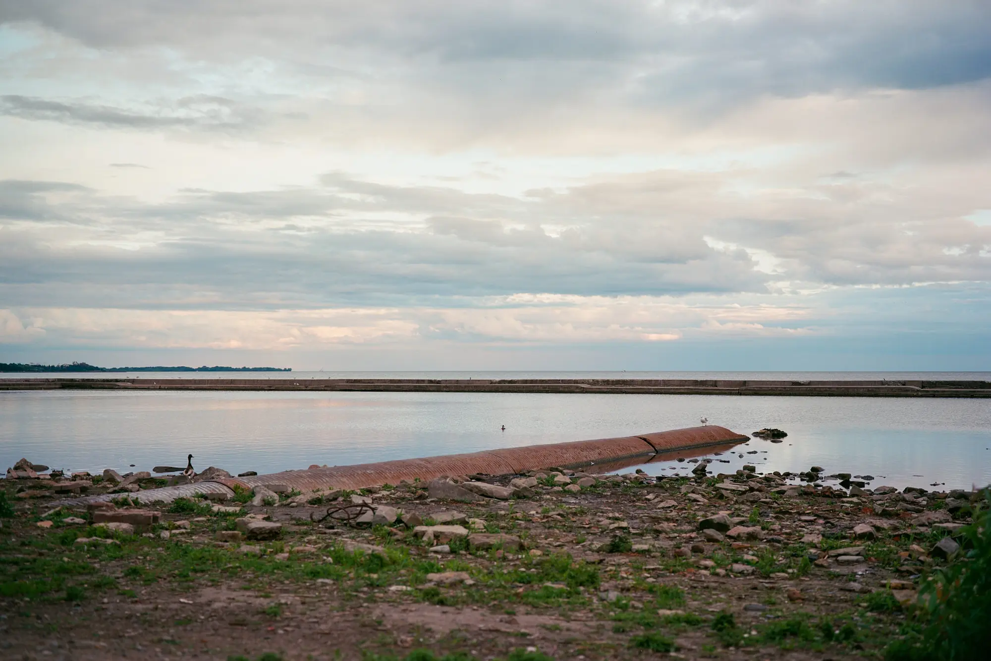 Seagull and Culvert
