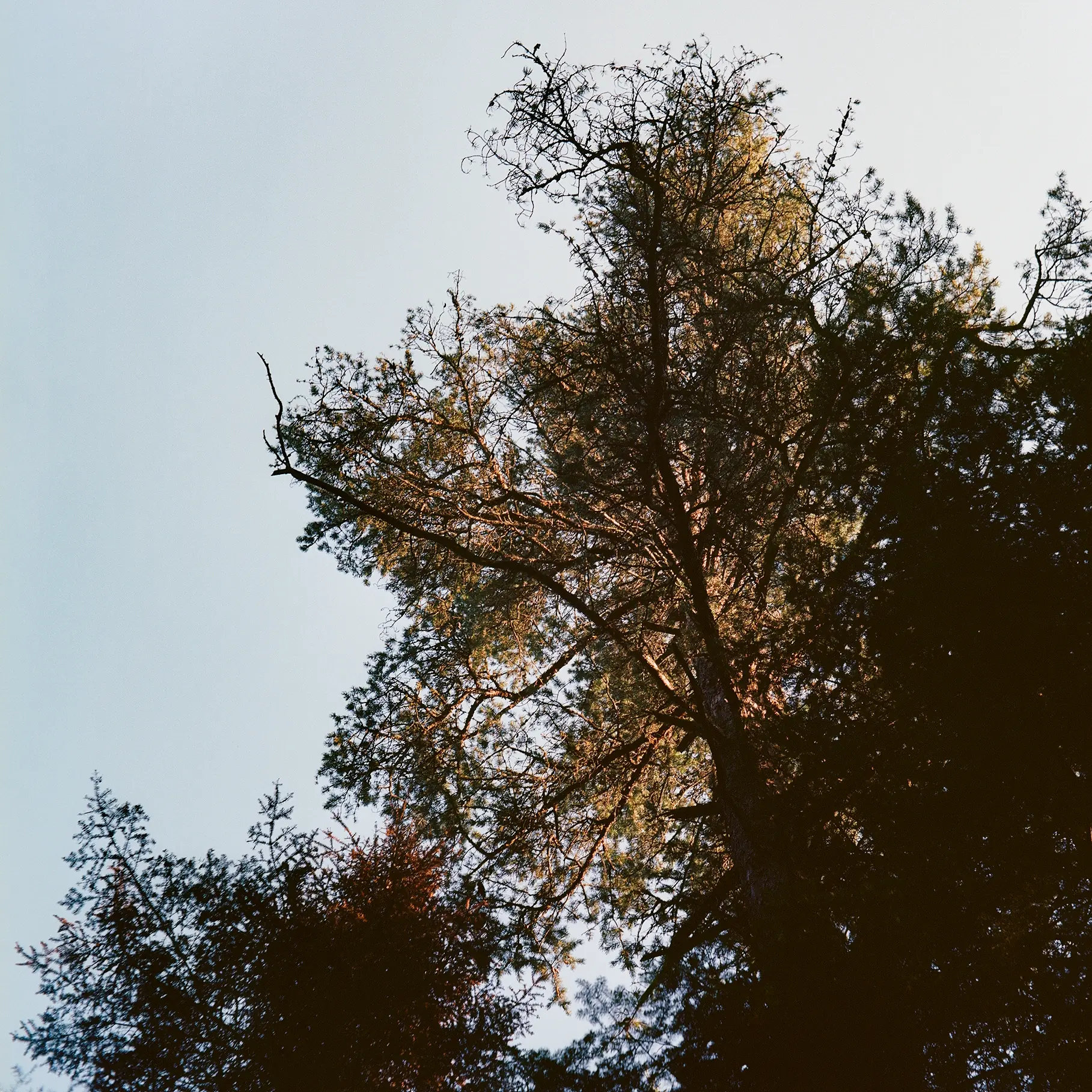 Jack Pine