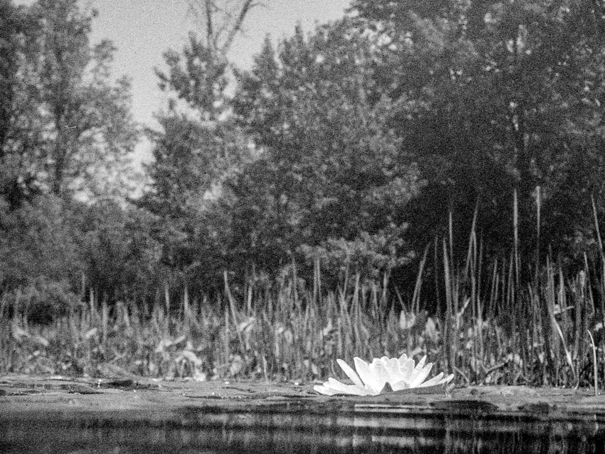 Water Lily