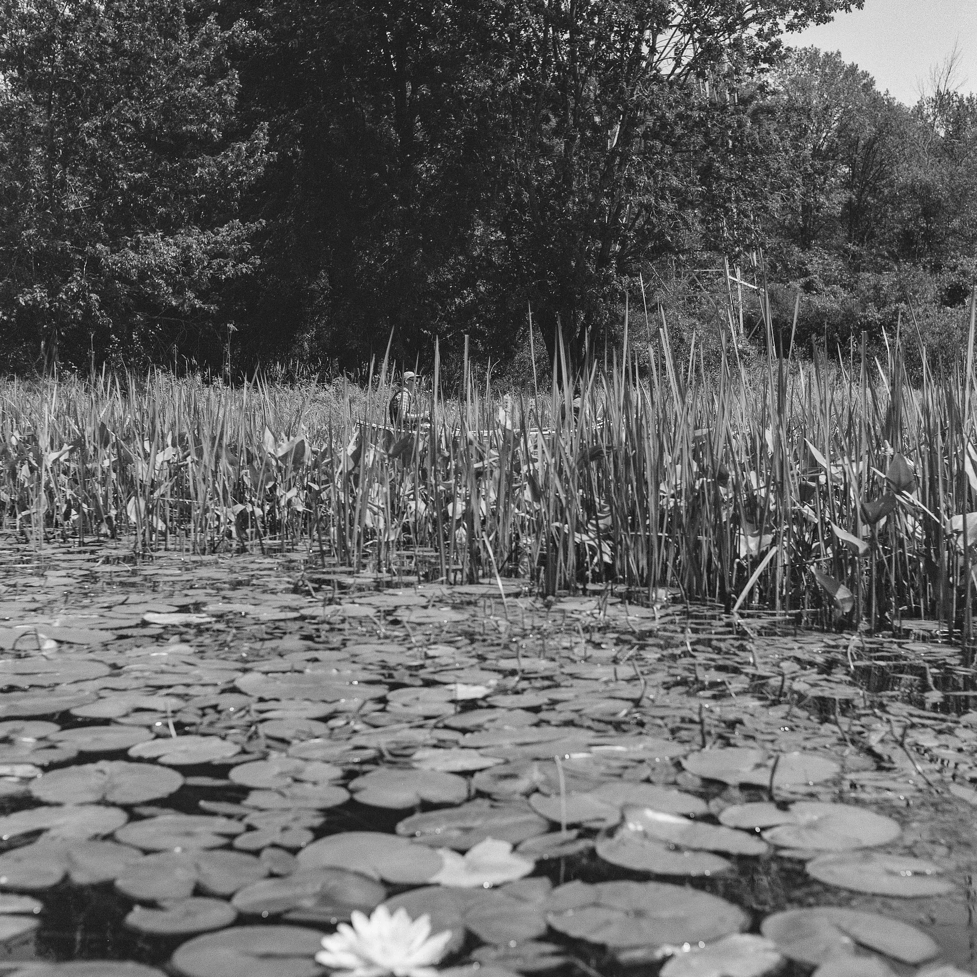 In the Weeds