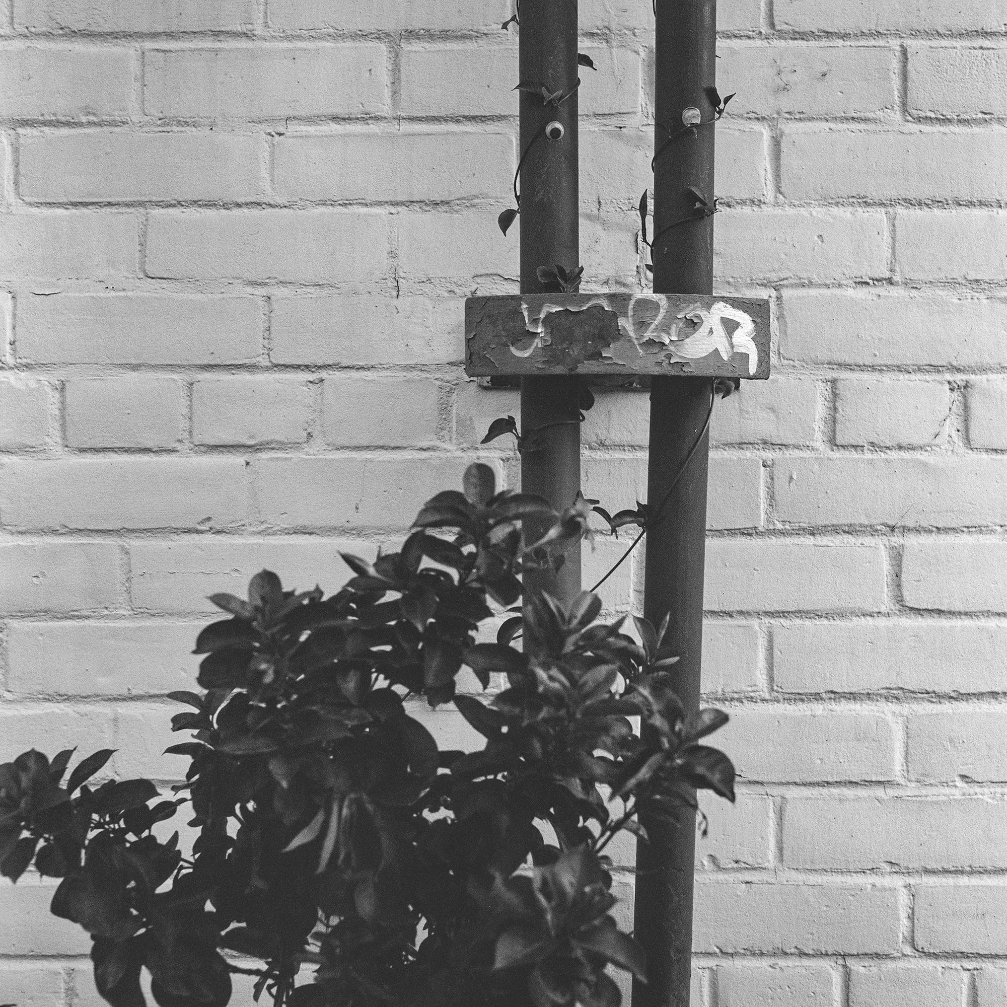 Strangling Vine