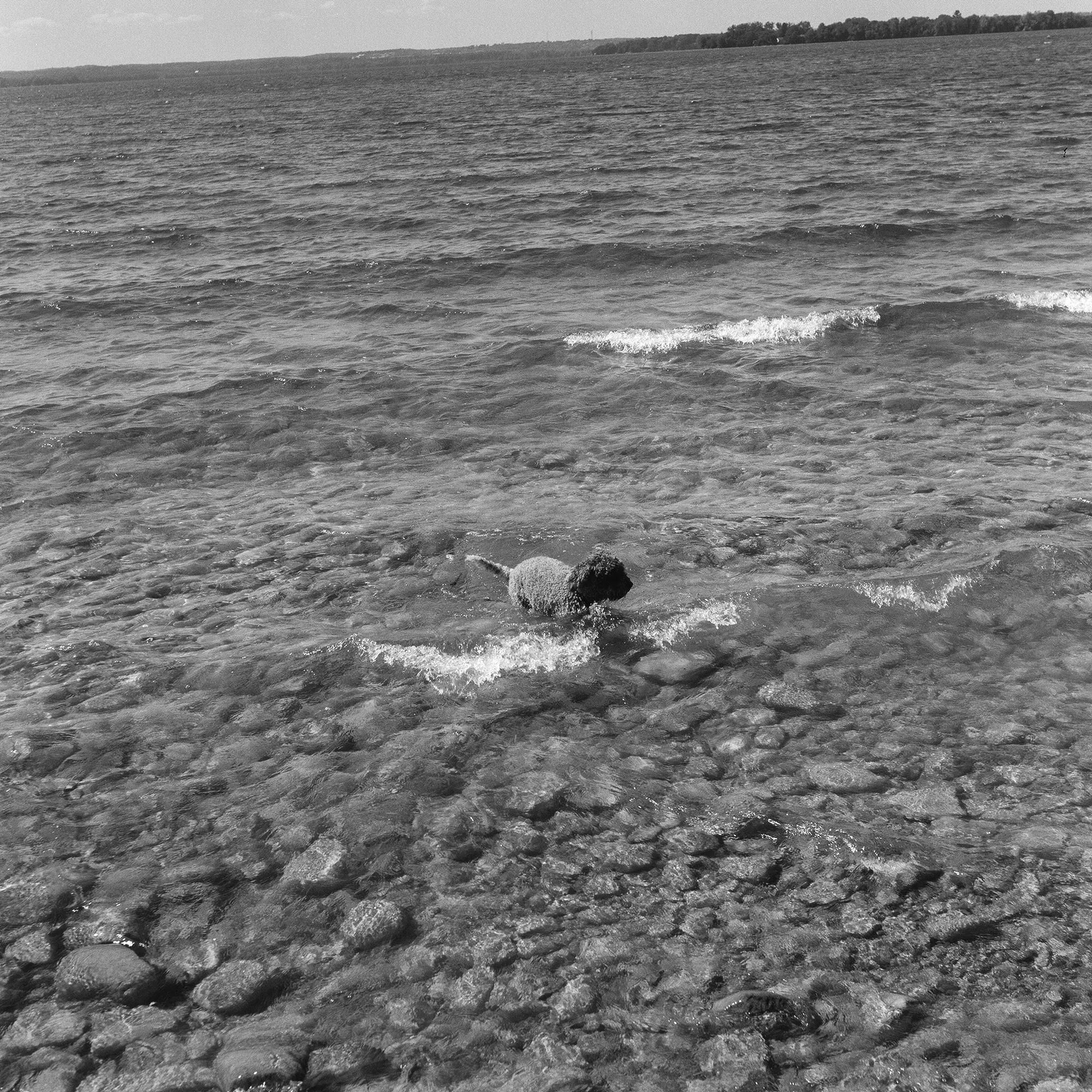 A Dog Swim