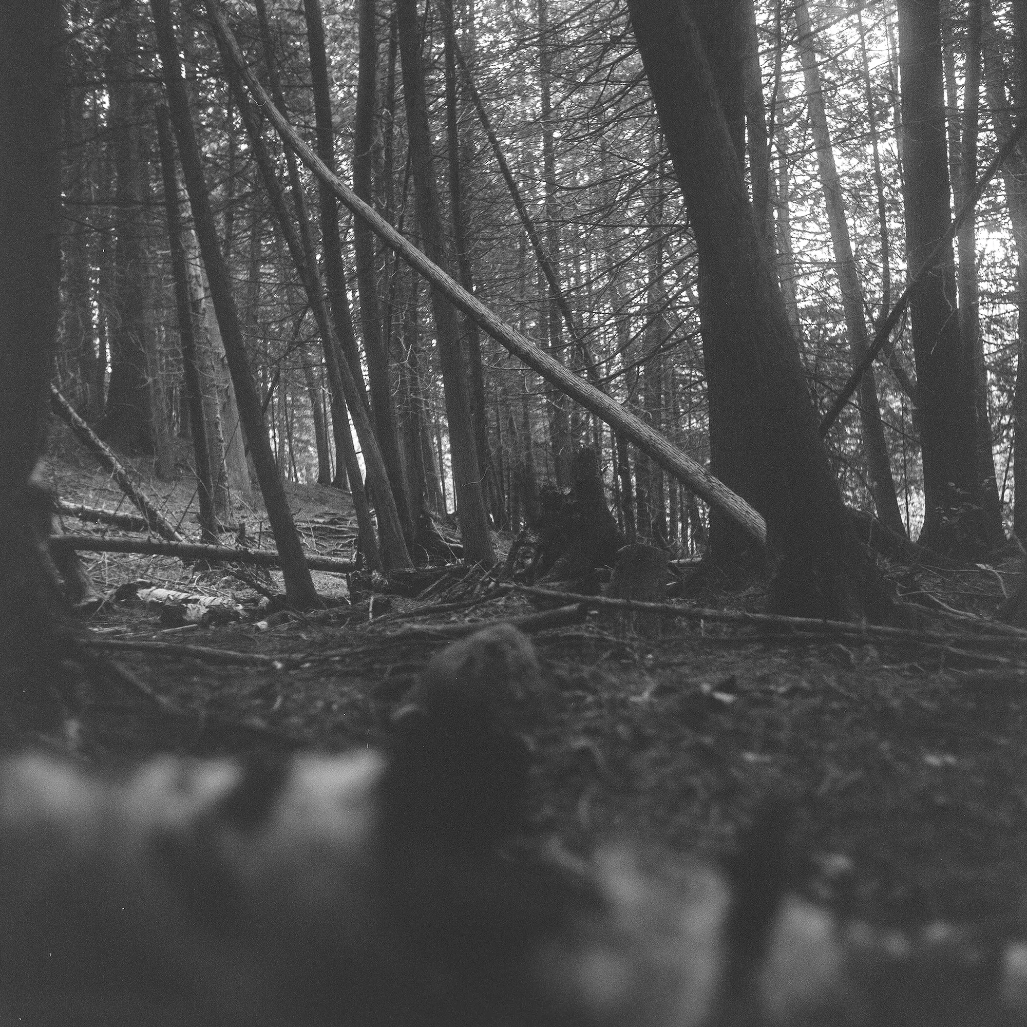 Buddha of the Woods
