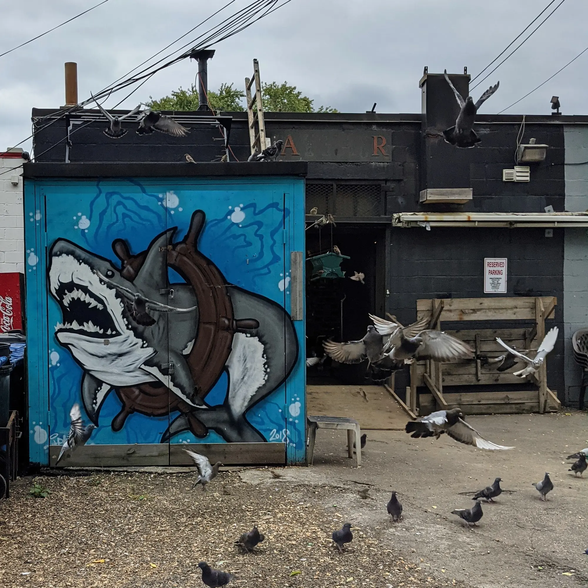 Shark!