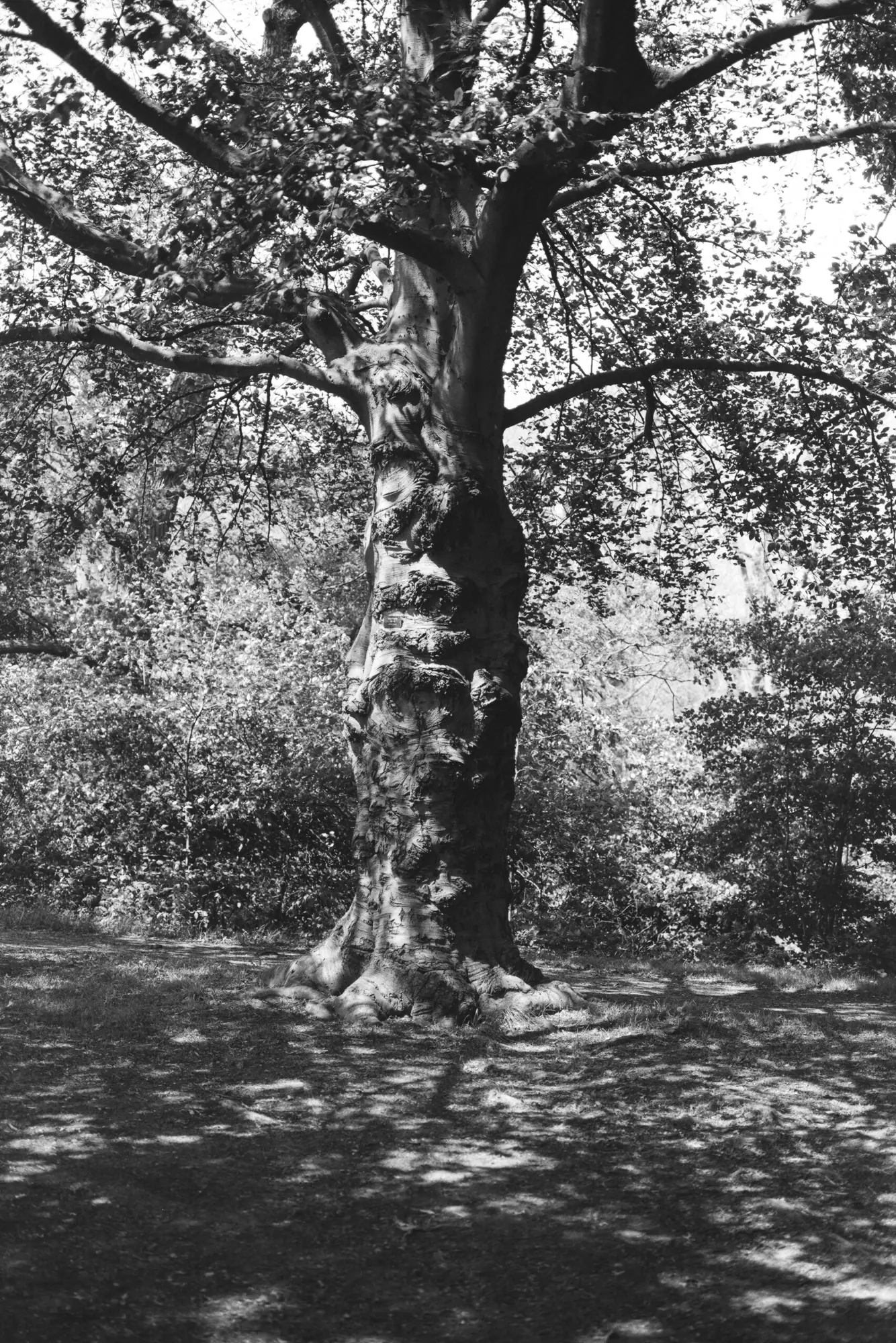 Creepy Tree of the Day